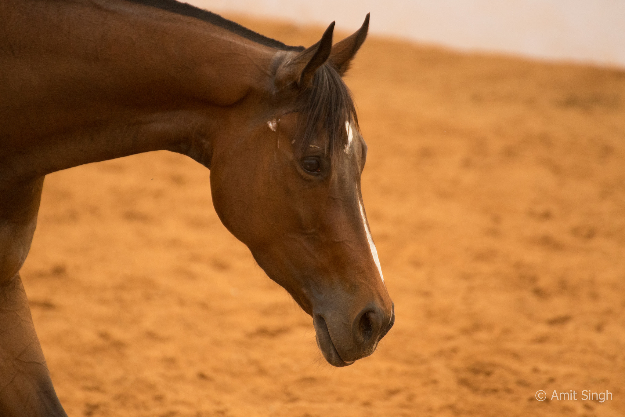 Tamron SP 35mm F1.8 Di VC USD sample photo. Polo pony photography