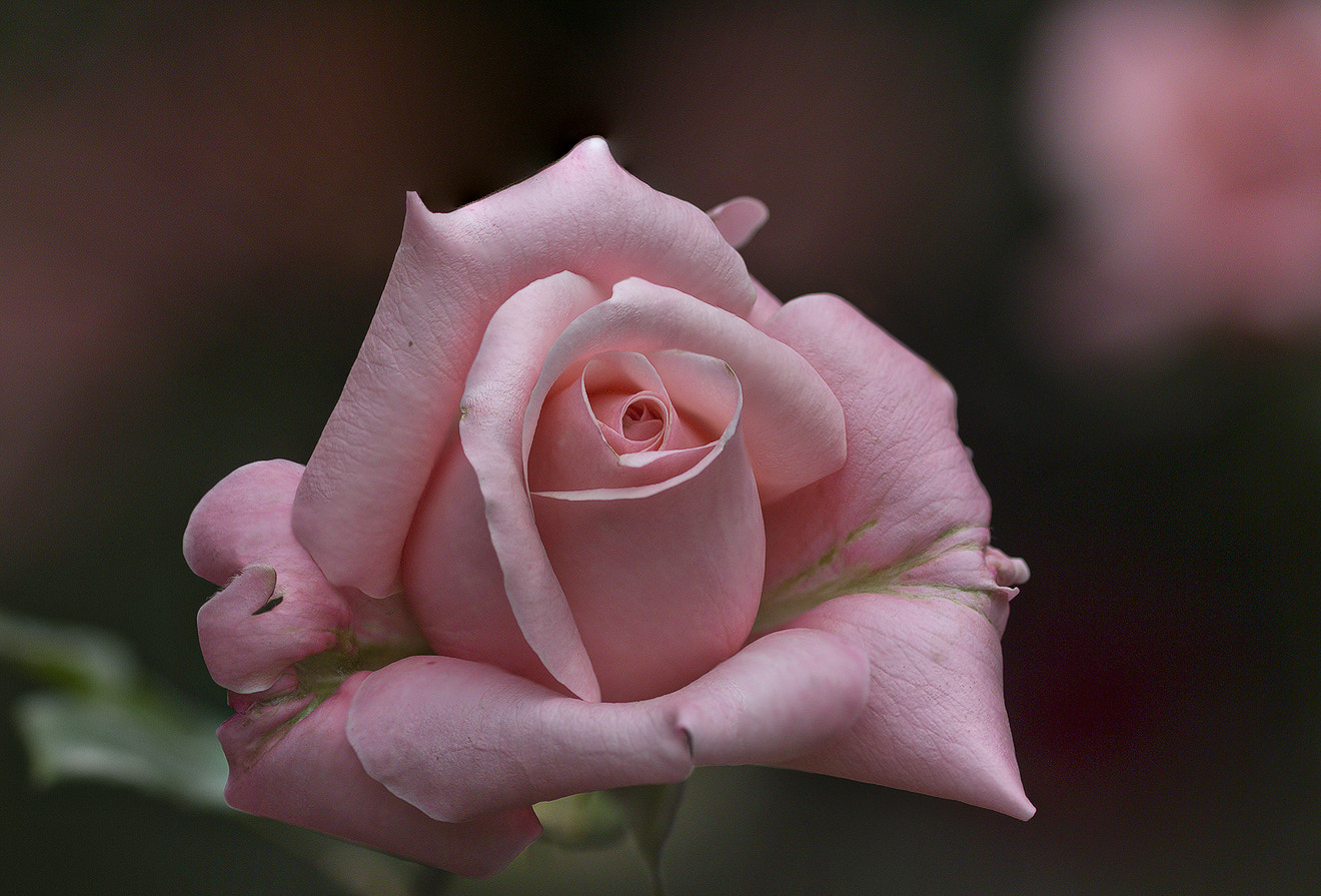 Canon EOS 650D (EOS Rebel T4i / EOS Kiss X6i) + Canon EF 100mm F2.8 Macro USM sample photo. Pink rose photography