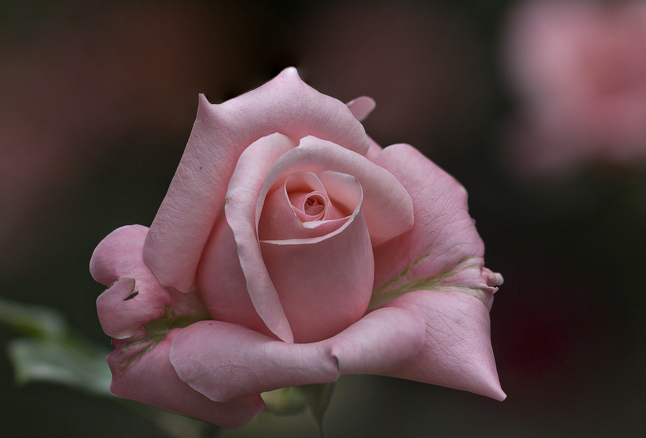 Canon EF 100mm F2.8 Macro USM sample photo. Pink rose photography