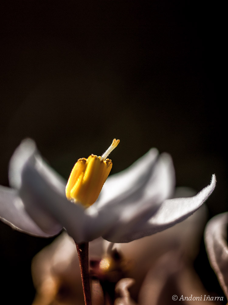 OLYMPUS 50mm Lens sample photo. Loratxoa photography