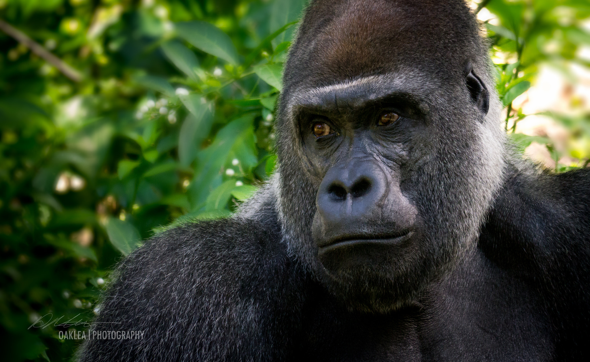 Panasonic Lumix DMC-GX1 sample photo. Silverback i photography