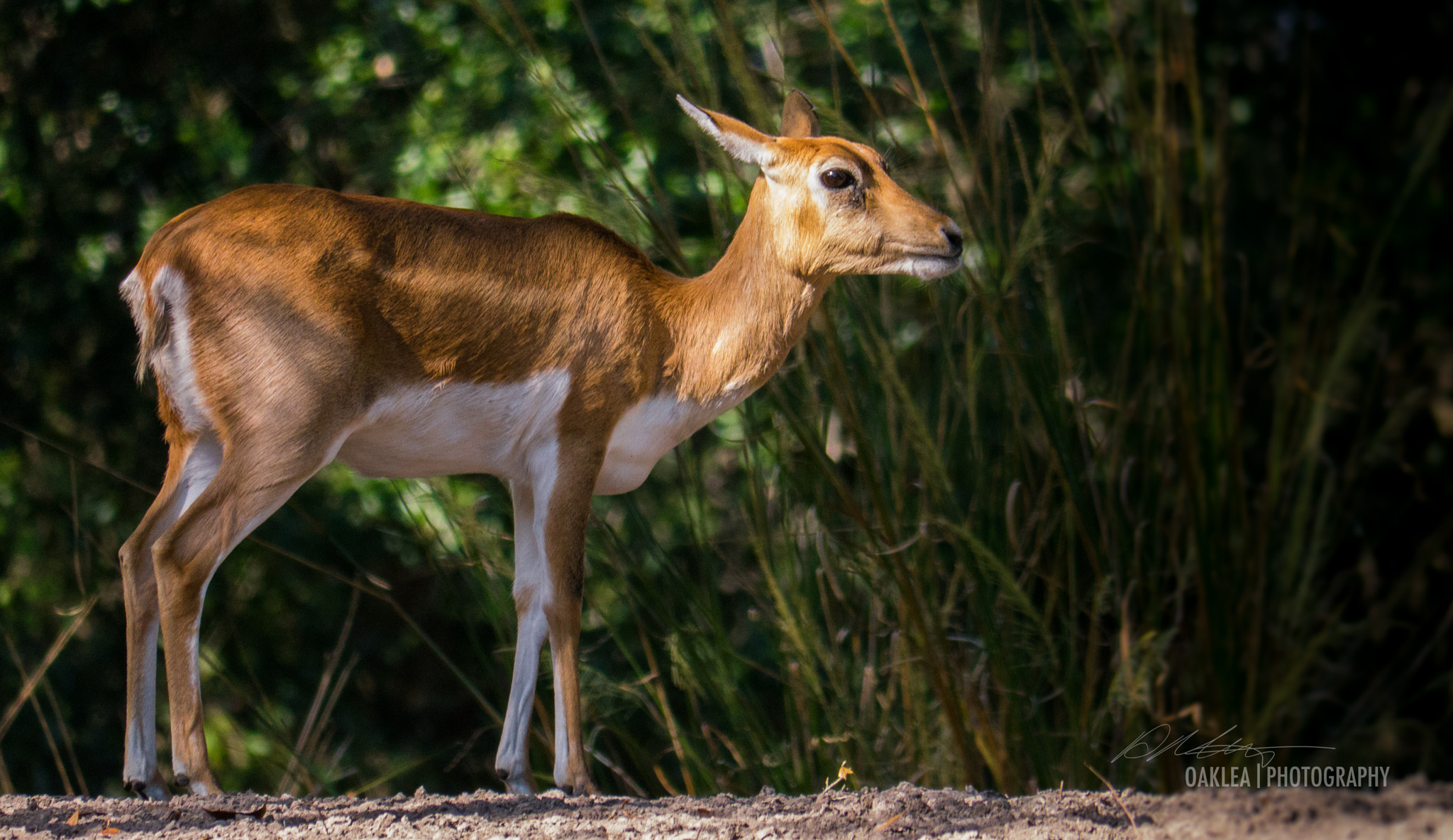 Panasonic Lumix DMC-GX1 sample photo. Young antelope photography