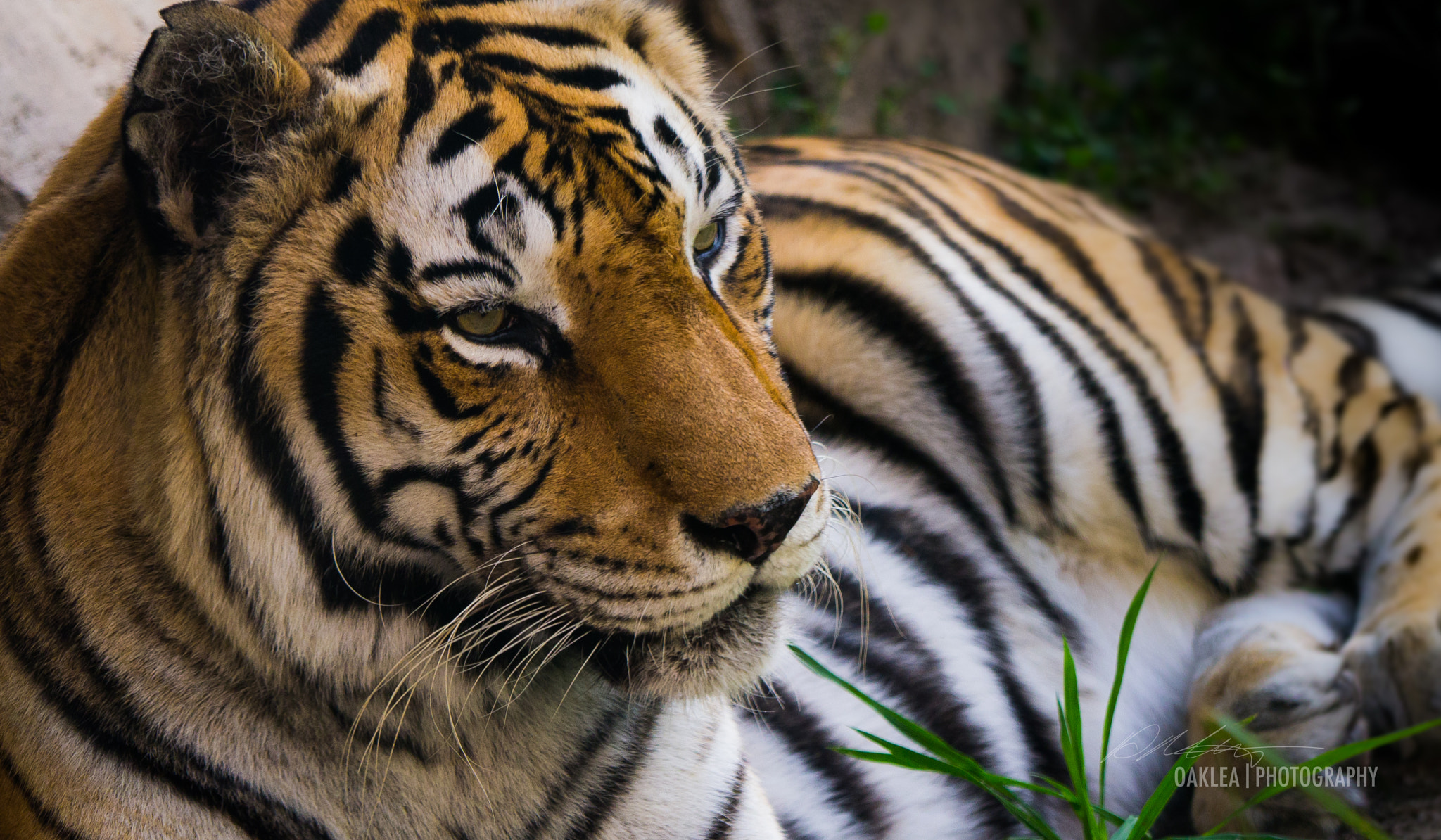Panasonic Lumix DMC-GX1 sample photo. Tiger photography