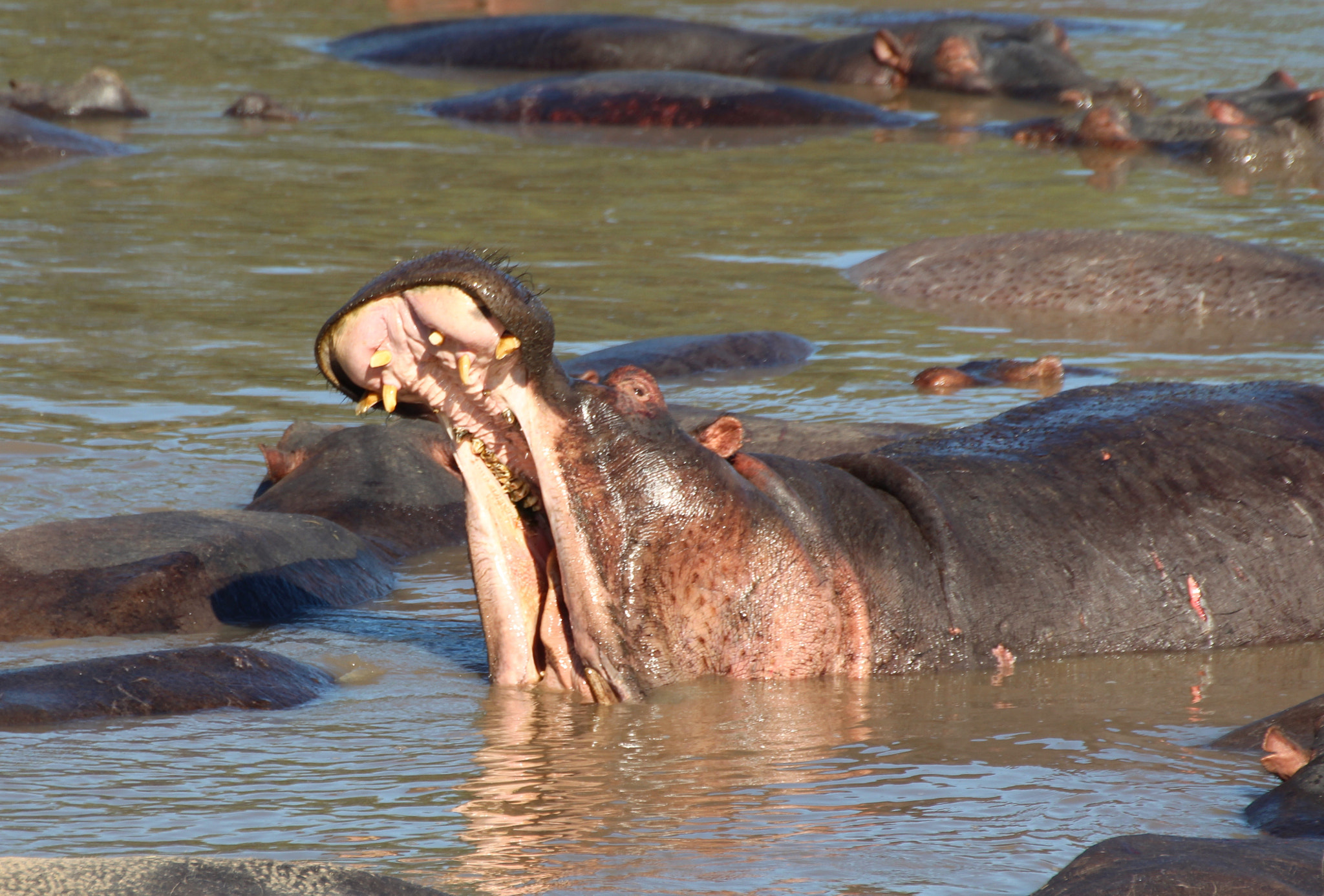 Canon EOS 700D (EOS Rebel T5i / EOS Kiss X7i) + Canon 70-300mm sample photo. Hippo love photography