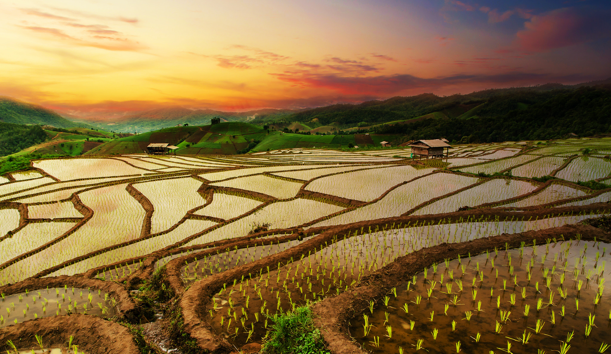 Nikon D5100 + Sigma 17-70mm F2.8-4 DC Macro OS HSM | C sample photo. Terraced rice field, chang mai, thailand. photography