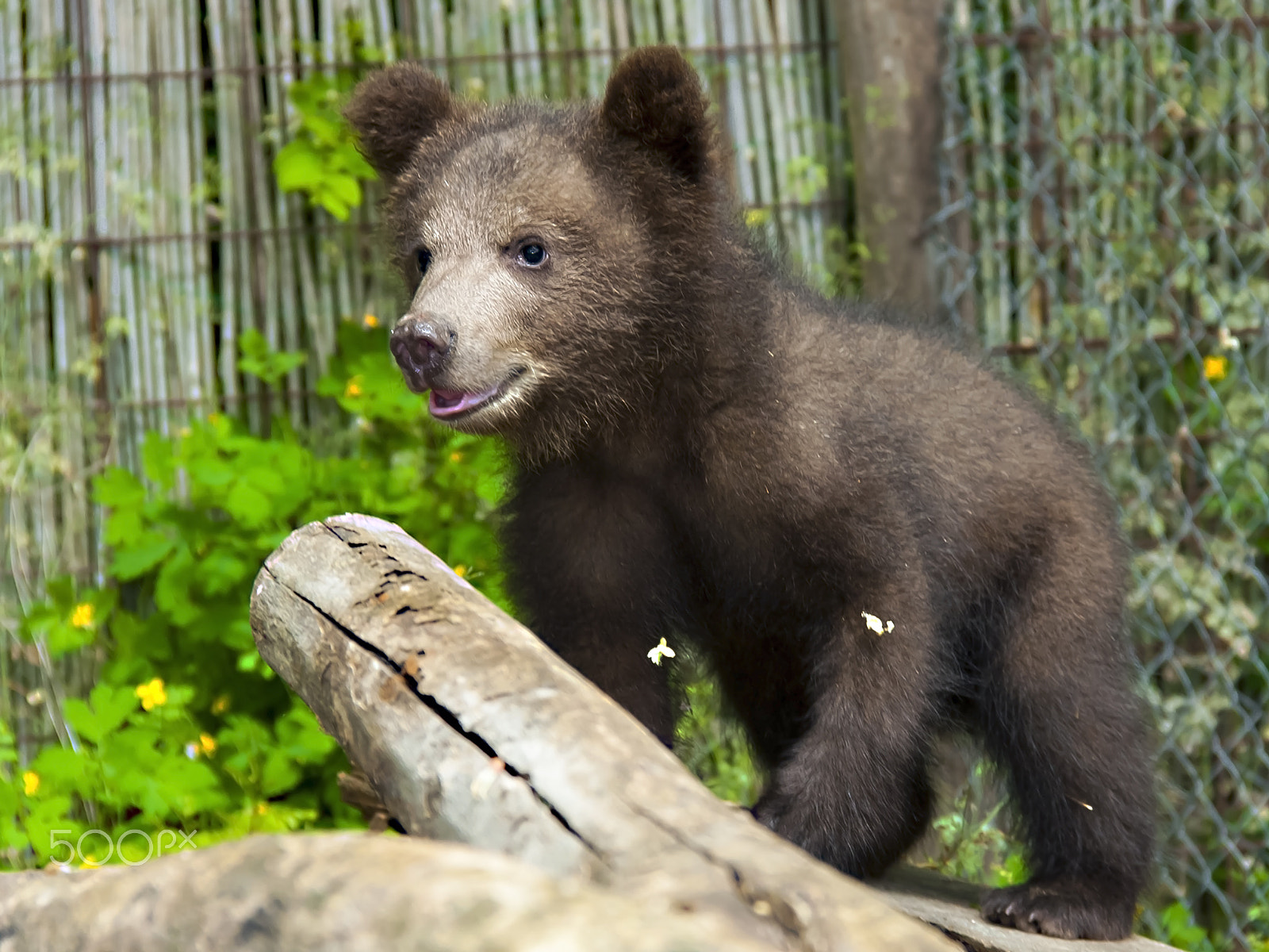 Canon EOS 40D sample photo. Young and bear photography