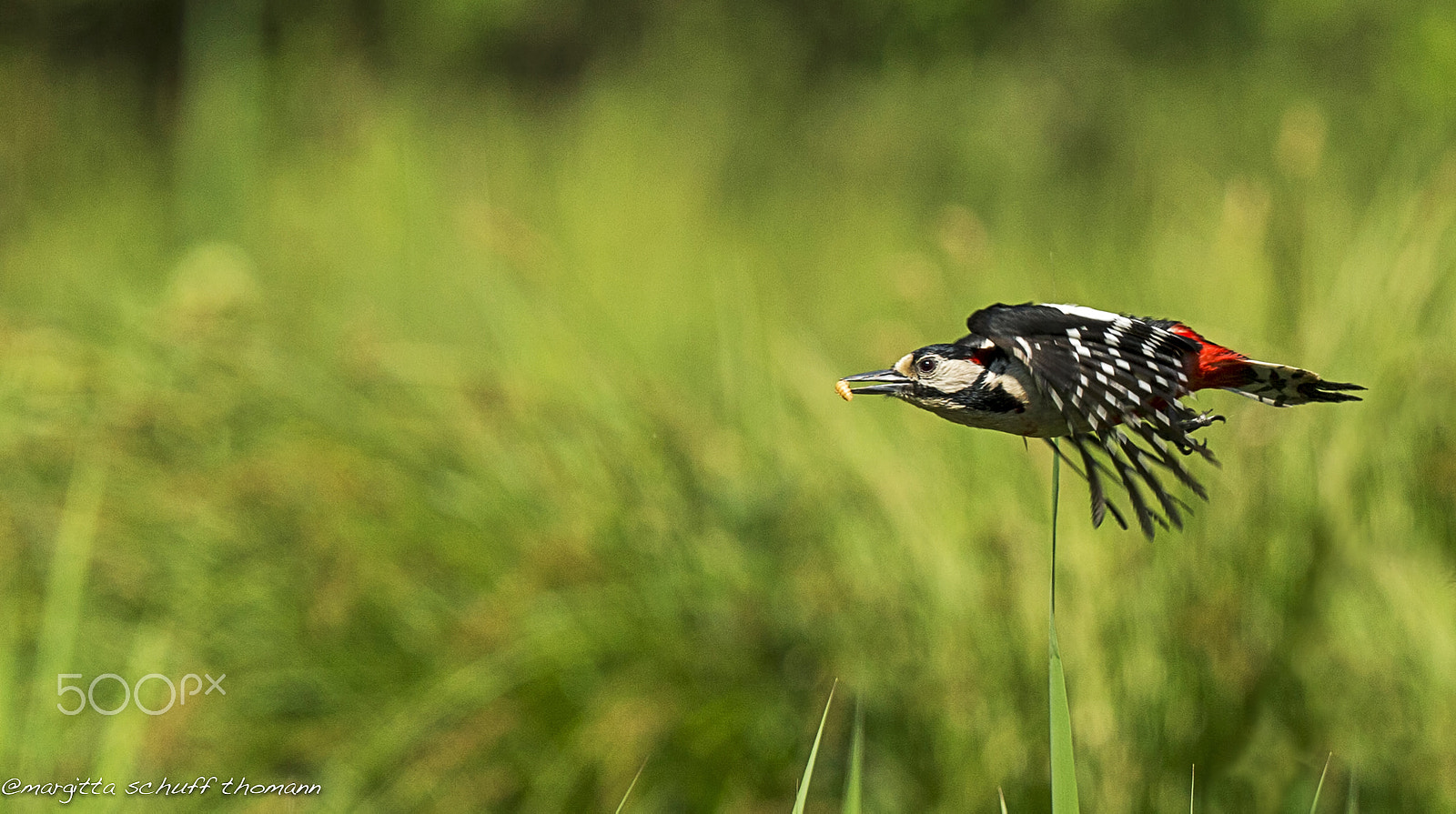 Canon EF 300mm F2.8L IS USM sample photo. Great spotted woodpecker.. photography