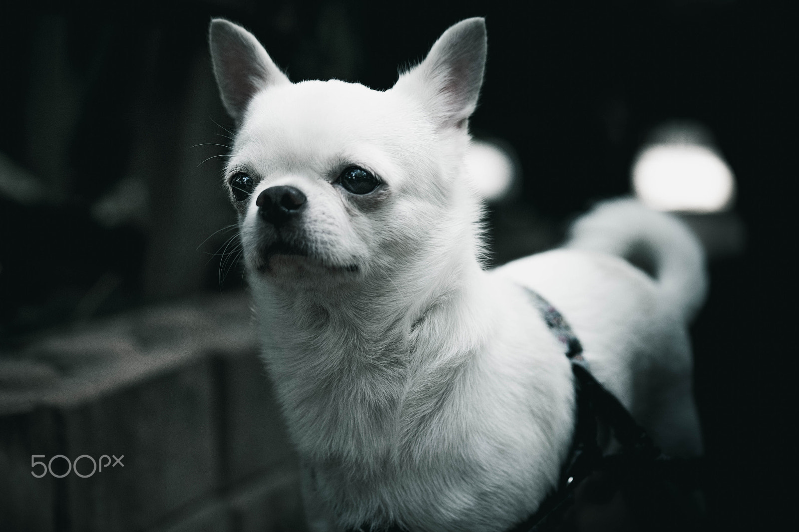 Fujifilm X-A1 + Fujifilm XF 60mm F2.4 R Macro sample photo. My name is kung fu photography