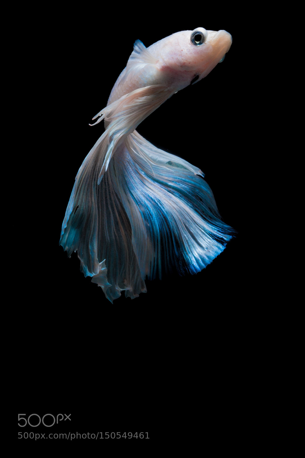 Canon EOS 650D (EOS Rebel T4i / EOS Kiss X6i) sample photo. Fighting fish photography
