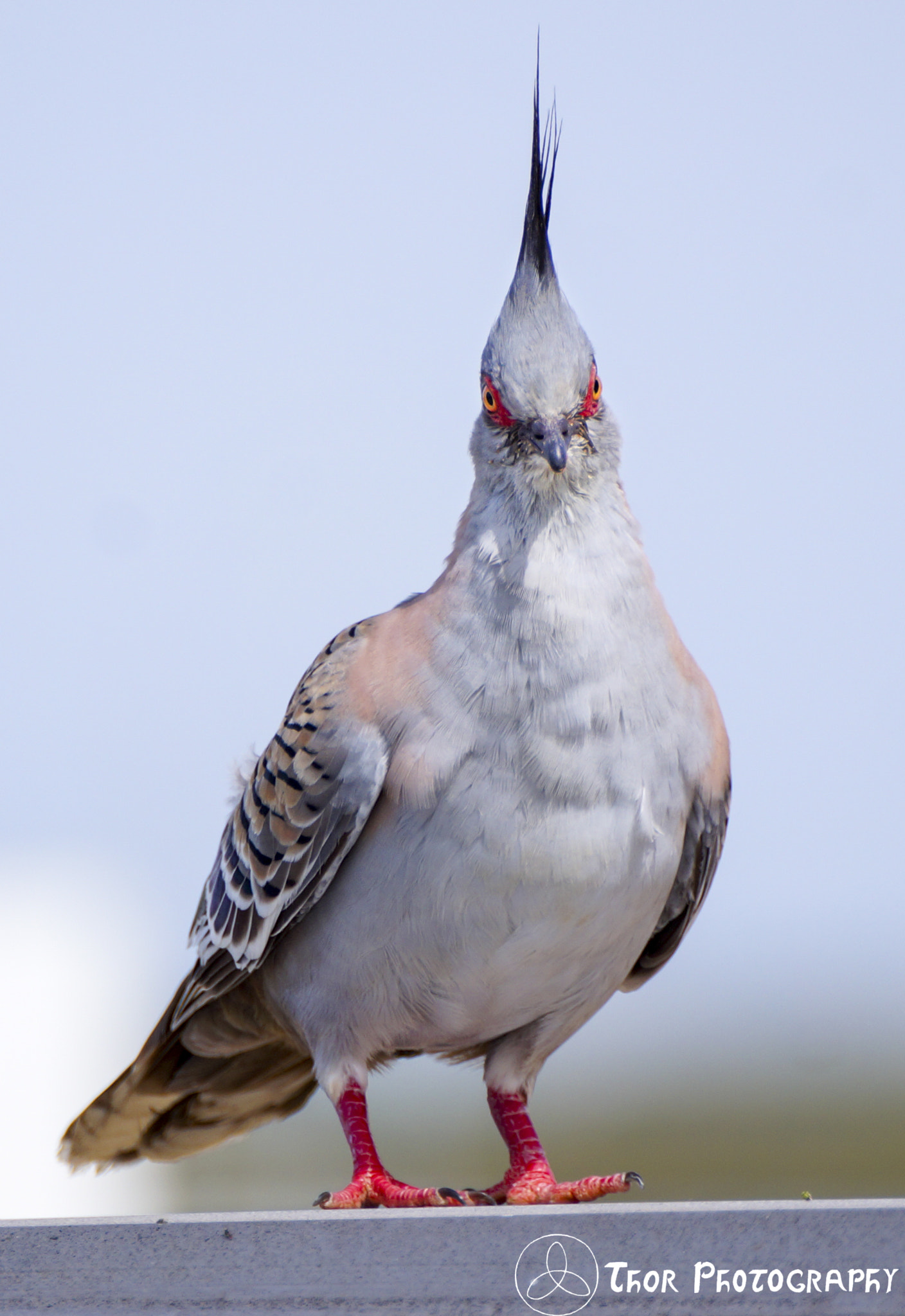 Tamron SP 70-300mm F4-5.6 Di USD sample photo. Crested pigeon photography