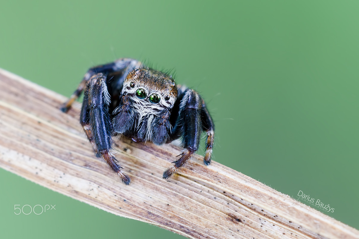 Sigma 150mm F2.8 EX DG OS Macro HSM sample photo. Hairy man photography