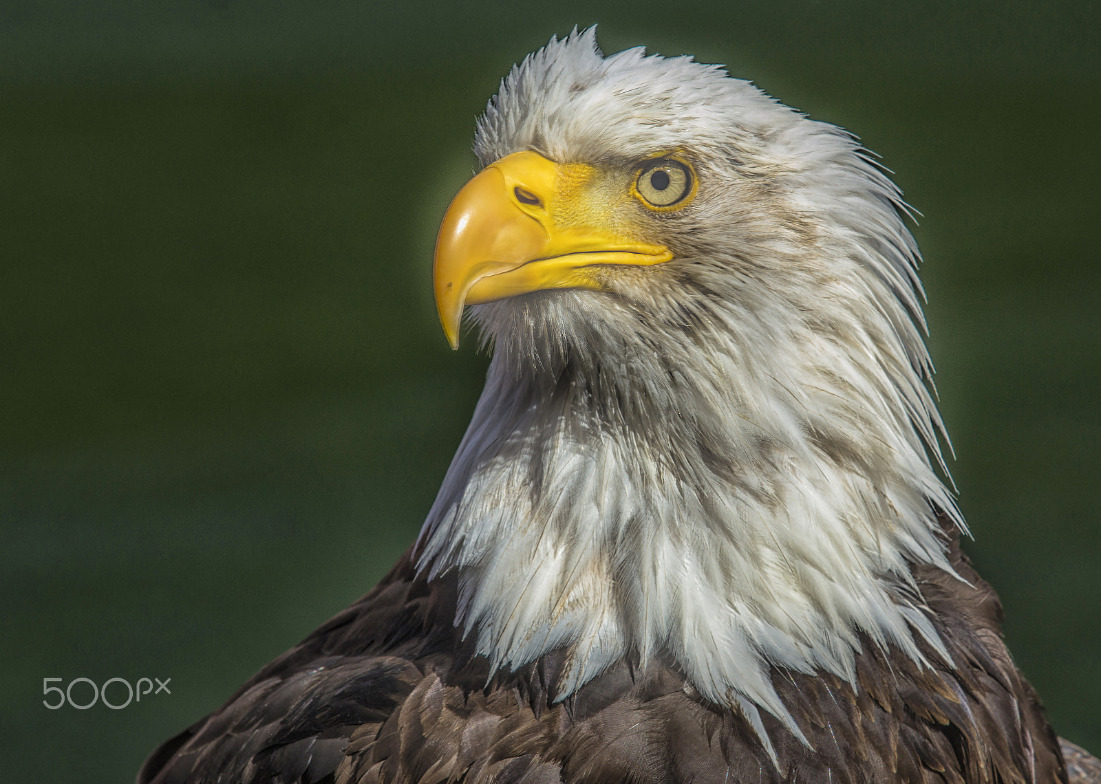 Sony SLT-A77 + Minolta/Sony AF 70-200mm F2.8 G sample photo. Eagle-portrait photography