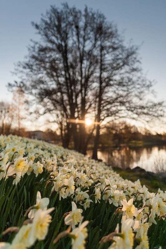 Nikon D700 + Nikon AF-S Nikkor 20mm F1.8G ED sample photo. Sunrise nesparkenv photography