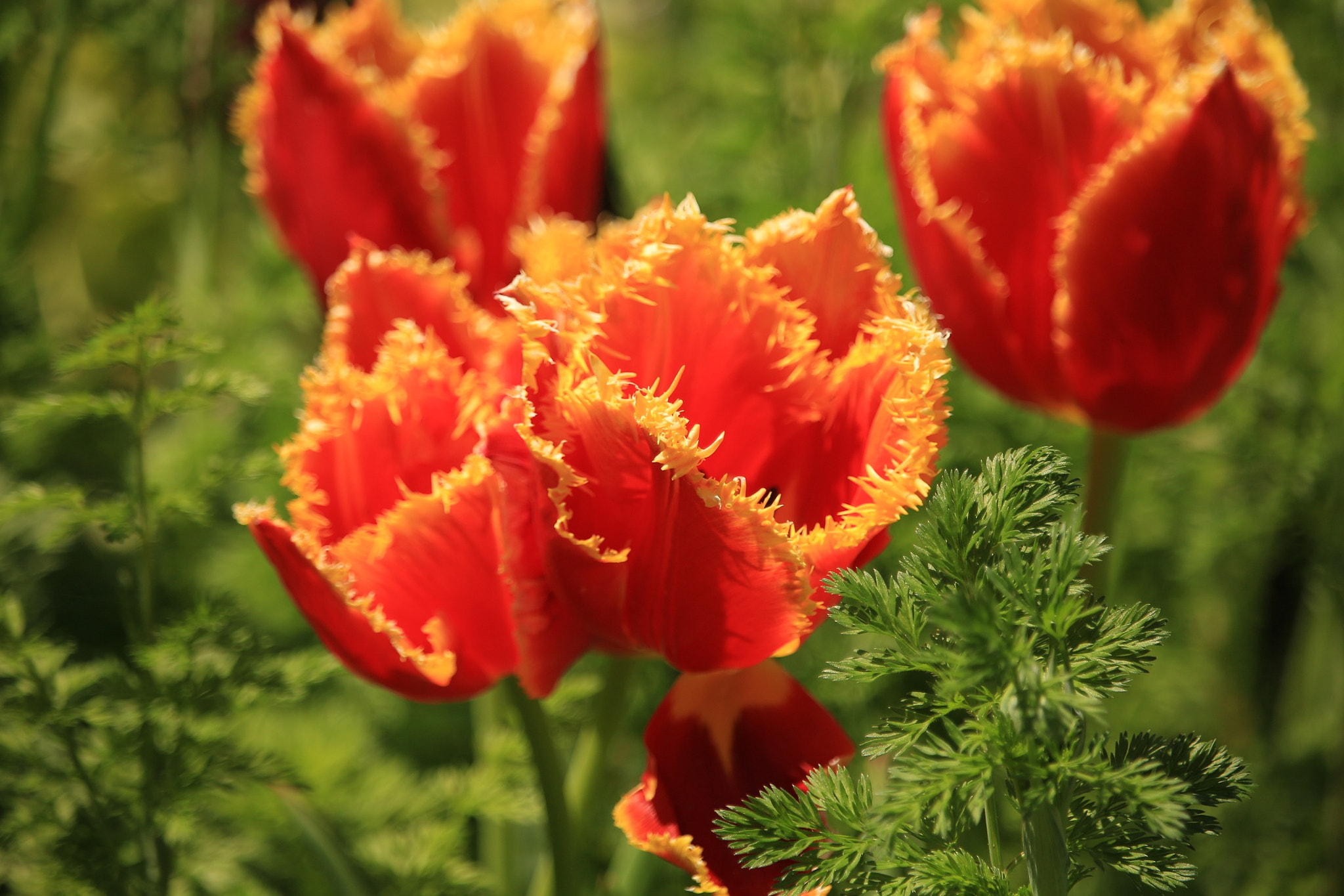 Canon EOS M sample photo. Tulip photography