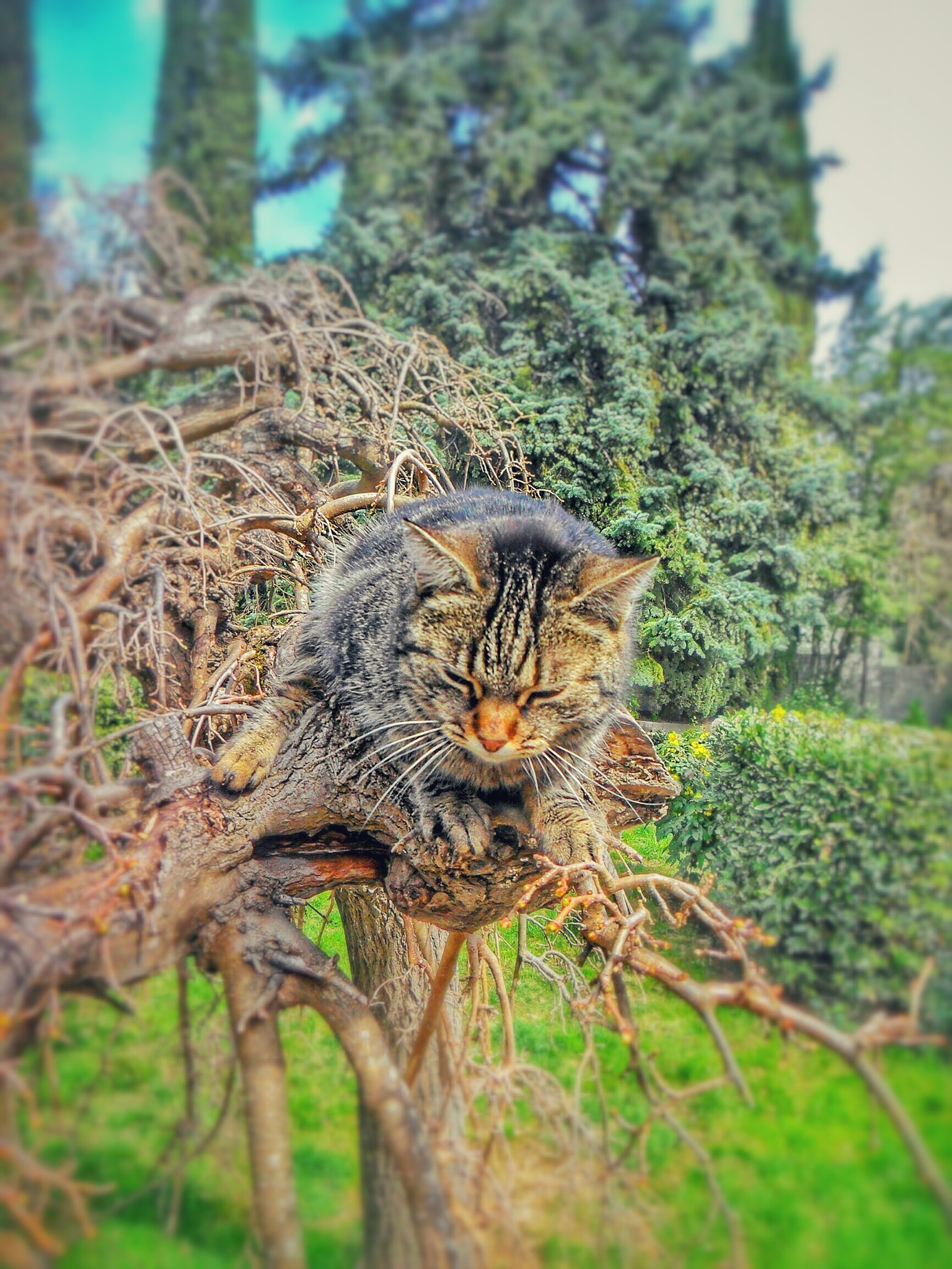 Samsung ES73 / VLUU ES73 /  SL605 sample photo. Treecat photography