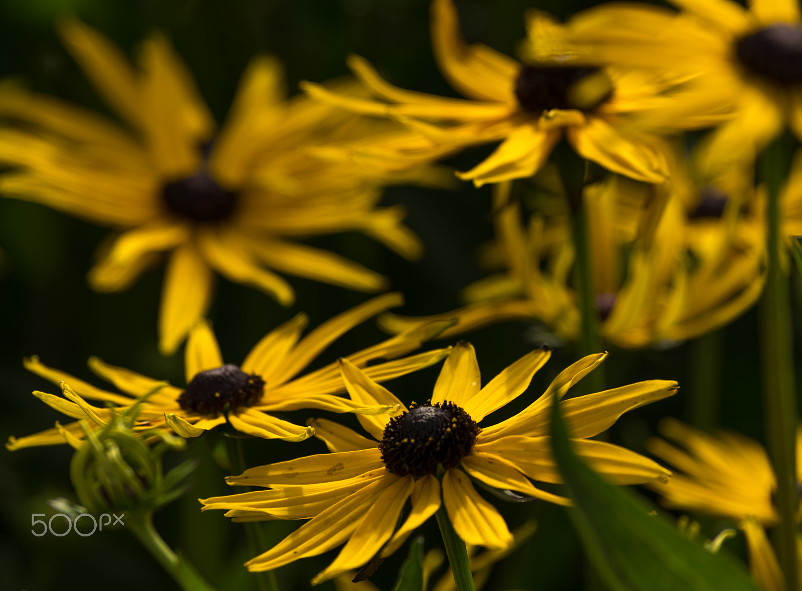 Pentax smc DA* 300mm F4.0 ED (IF) SDM sample photo. Flower photography