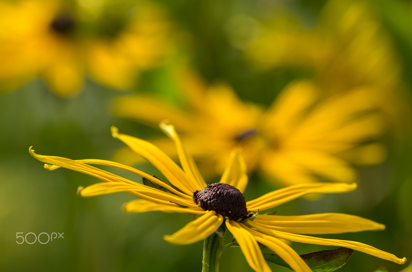 Pentax smc DA* 300mm F4.0 ED (IF) SDM sample photo. Flower photography