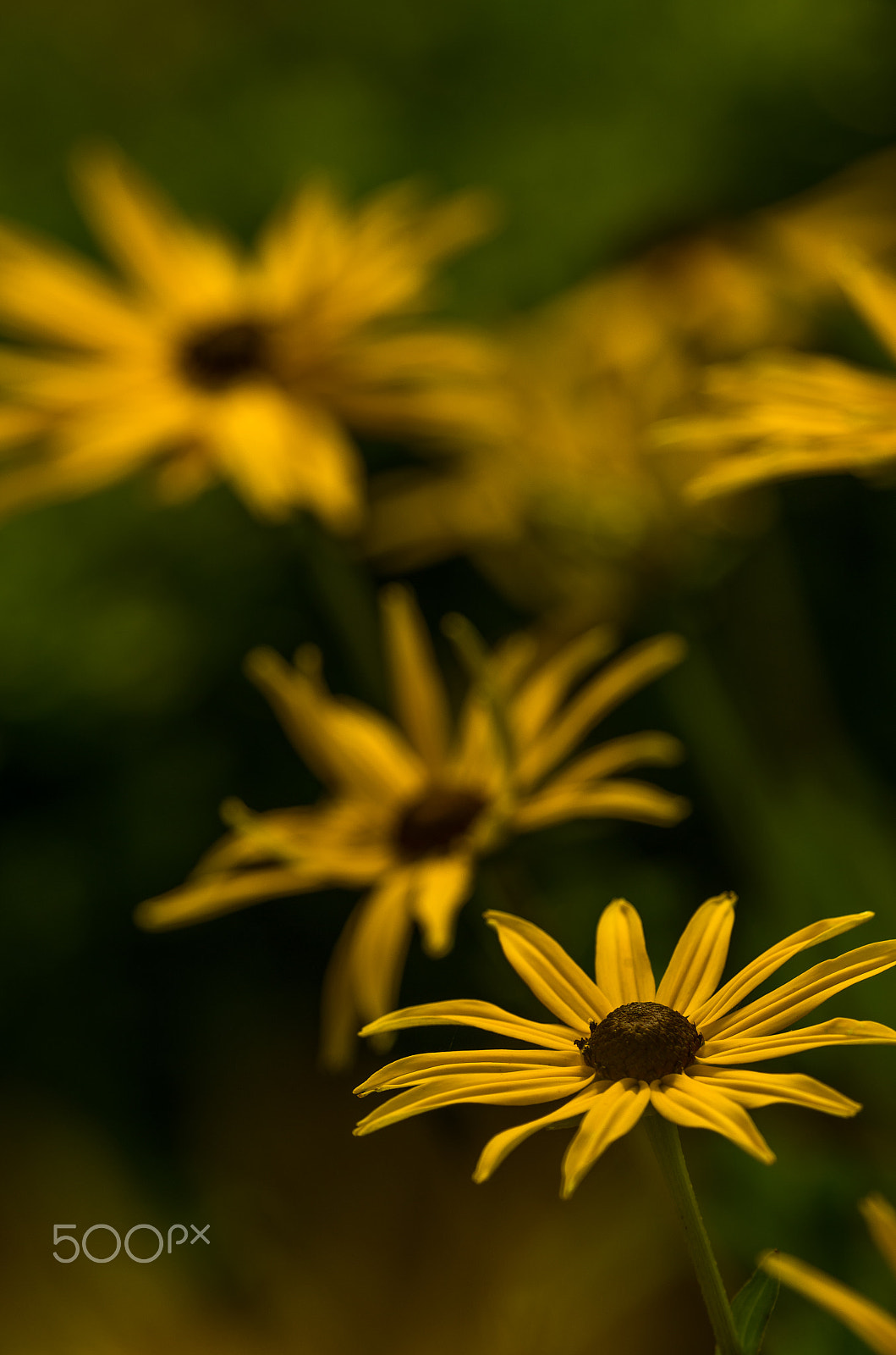 Pentax smc DA* 300mm F4.0 ED (IF) SDM sample photo. Flower photography