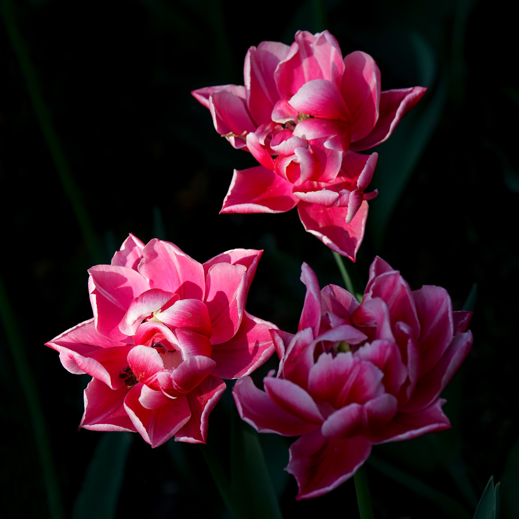 Sony 70-400mm F4-5.6 G SSM II sample photo. 【原摄】郁金香印象~三姐妹 photography