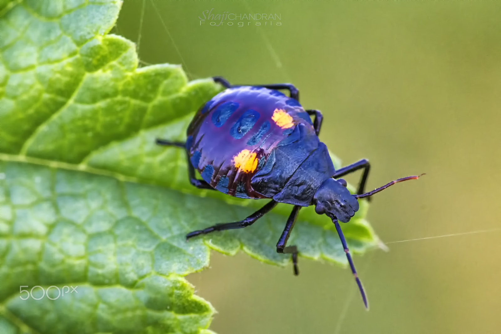 Canon EF 180mm F3.5L Macro USM sample photo. Black bug photography