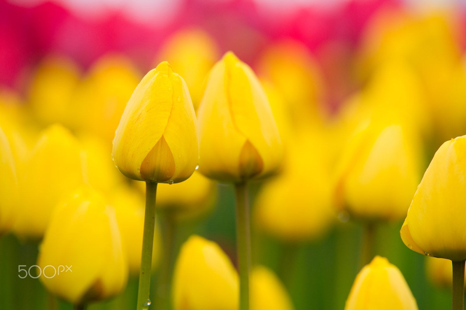 Sony Alpha DSLR-A850 + Tamron SP AF 70-200mm F2.8 Di LD (IF) MACRO sample photo. Tulip's party photography