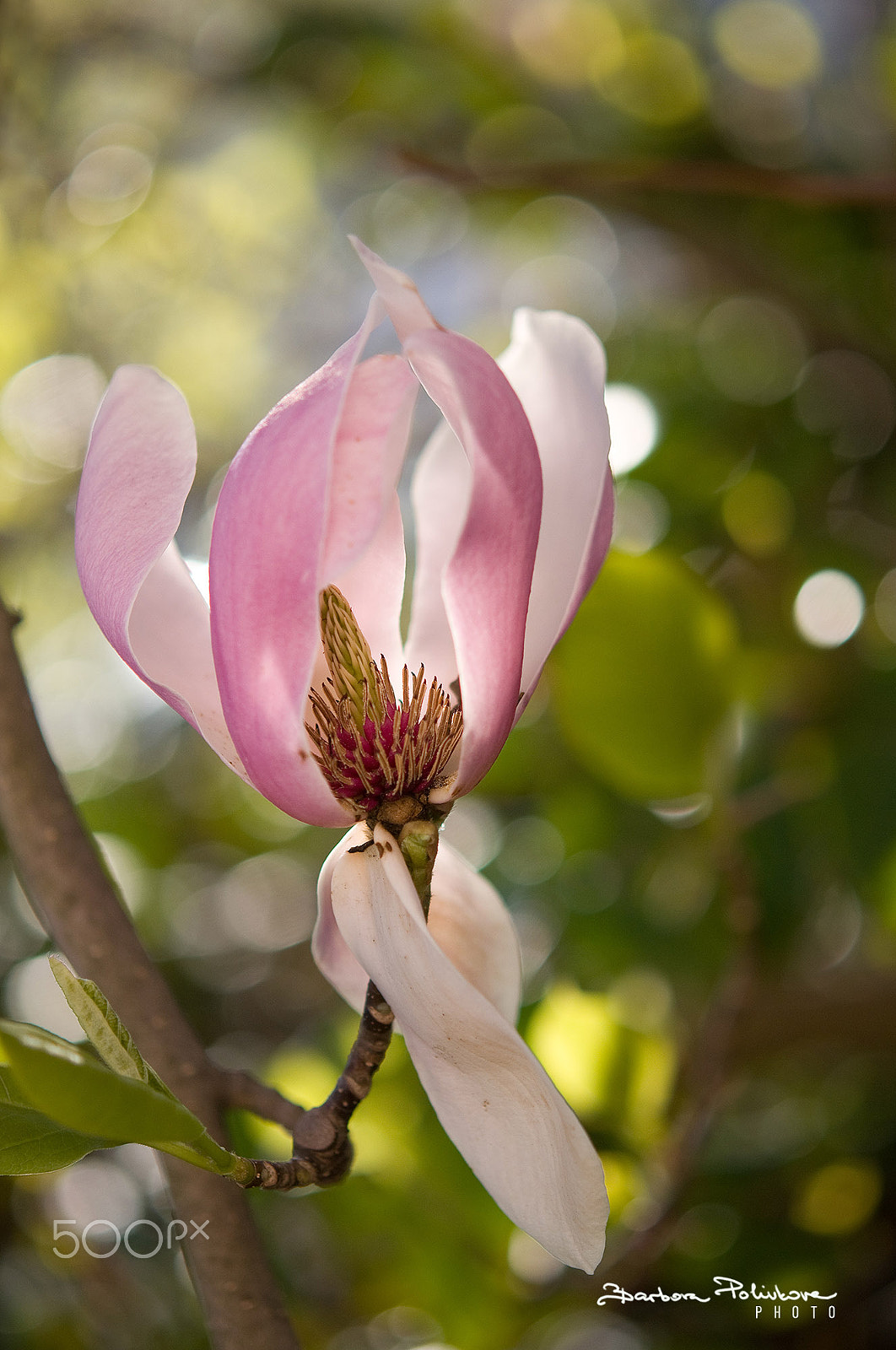 Nikon AF-S Micro-Nikkor 60mm F2.8G ED sample photo. When the sun wakes up photography