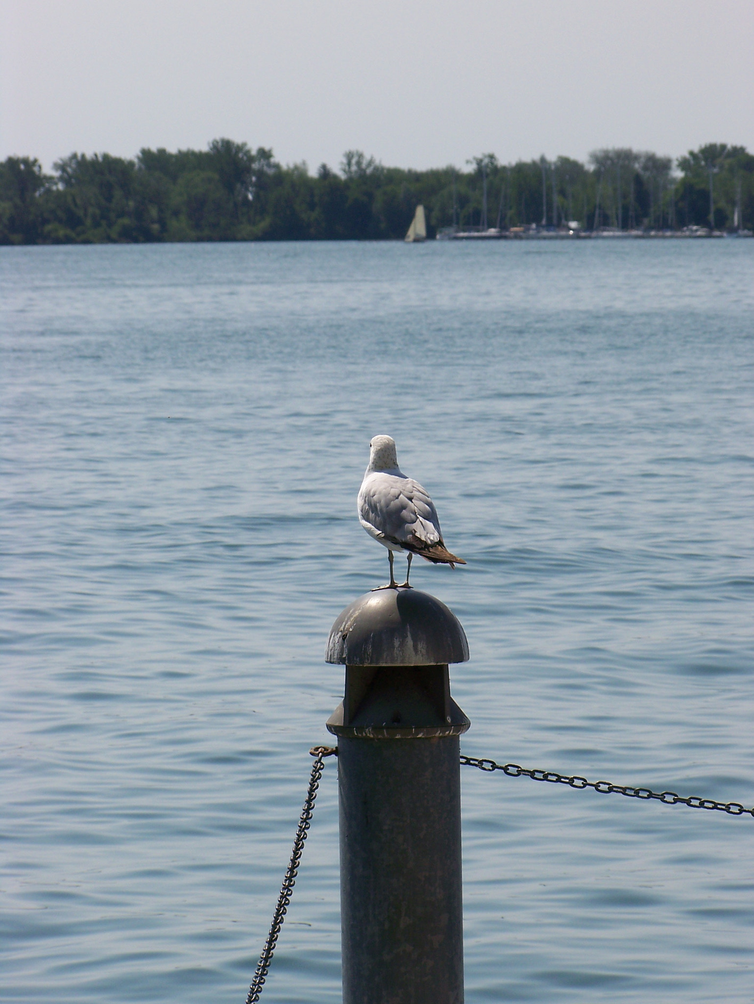 Kodak Z612 ZOOM DIGITAL CAMERA sample photo. Birds at rest photography