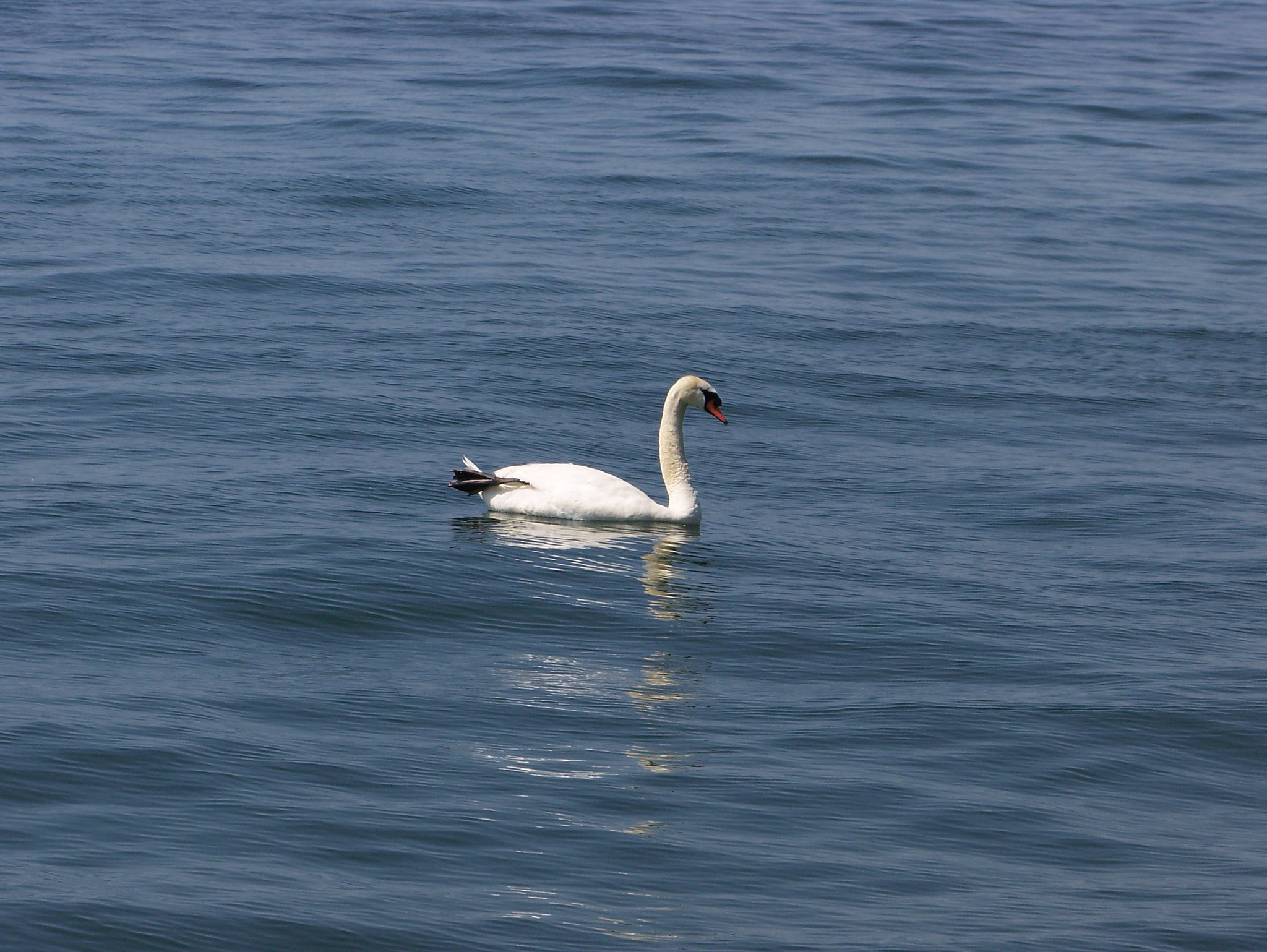 Kodak Z612 ZOOM DIGITAL CAMERA sample photo. White swan photography