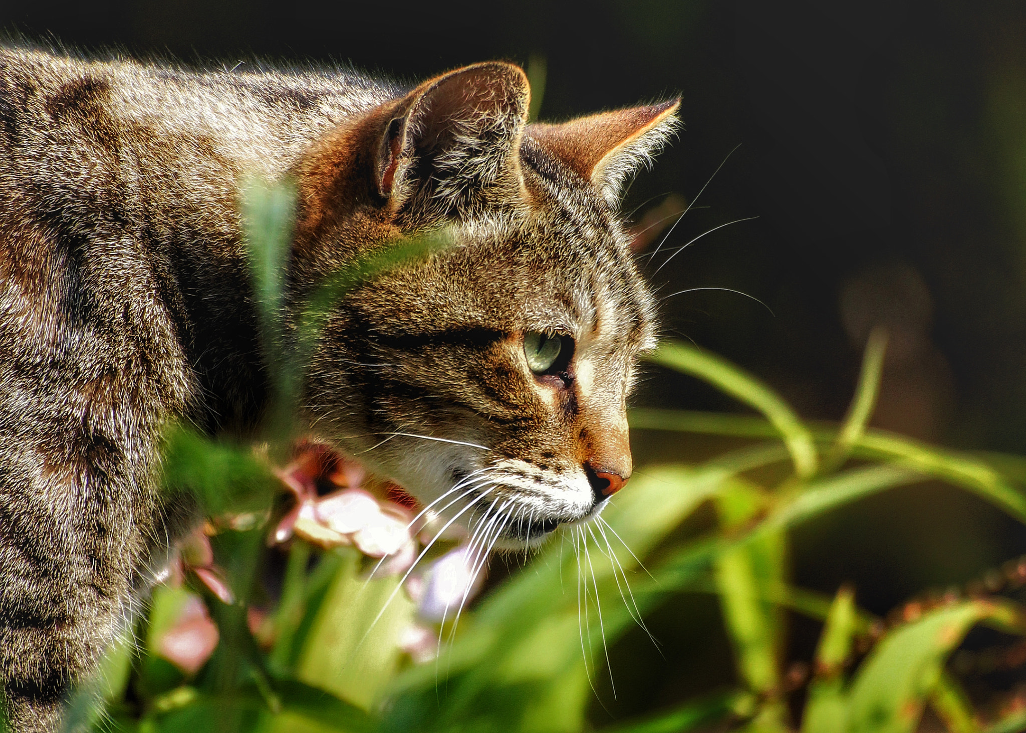 Canon EOS 600D (Rebel EOS T3i / EOS Kiss X5) + Canon 70-300mm sample photo. Boite de thon photography