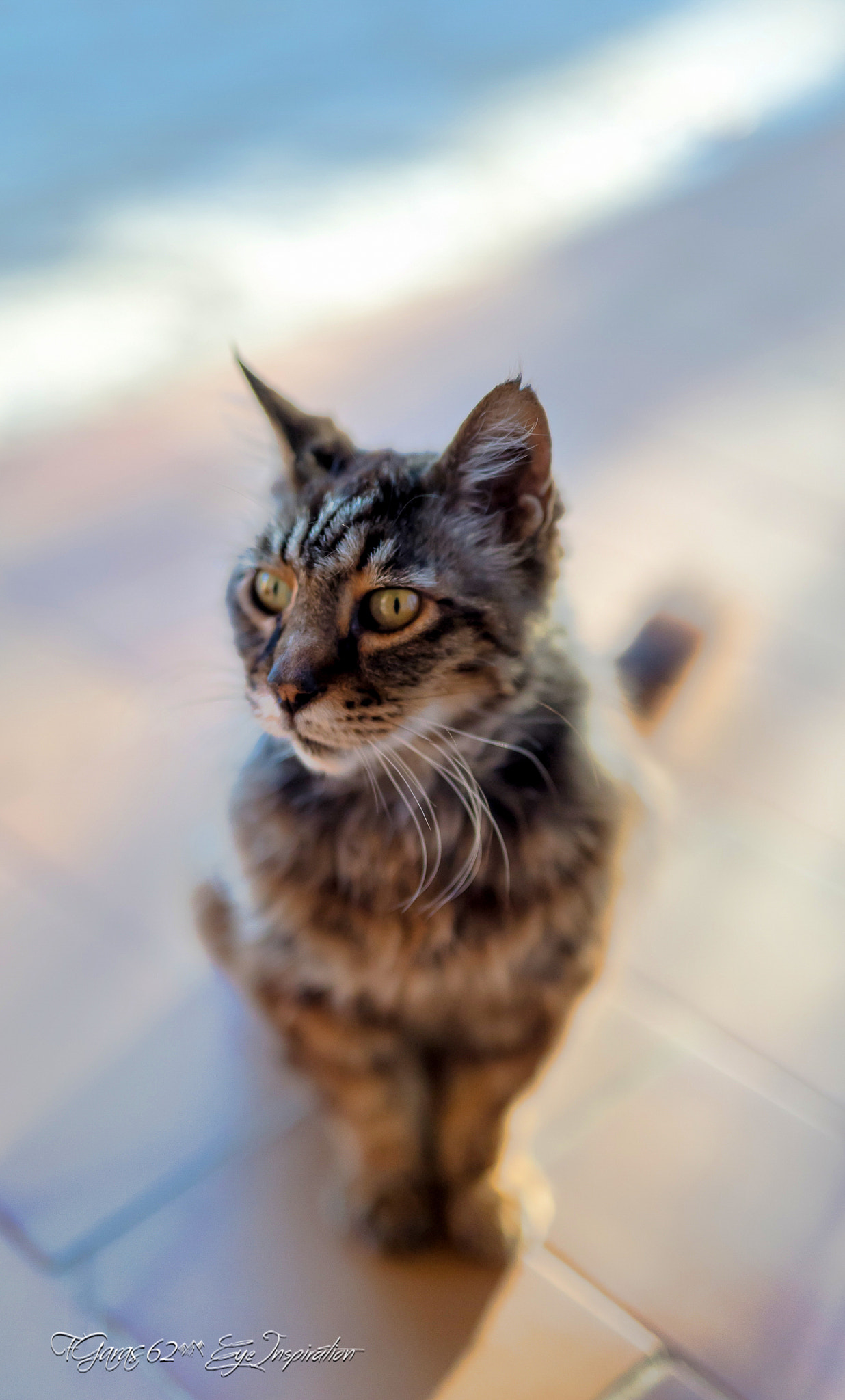 Nikon D4S + Sigma 50mm F1.4 DG HSM Art sample photo. Filou chat de nos vacances à bandol photography