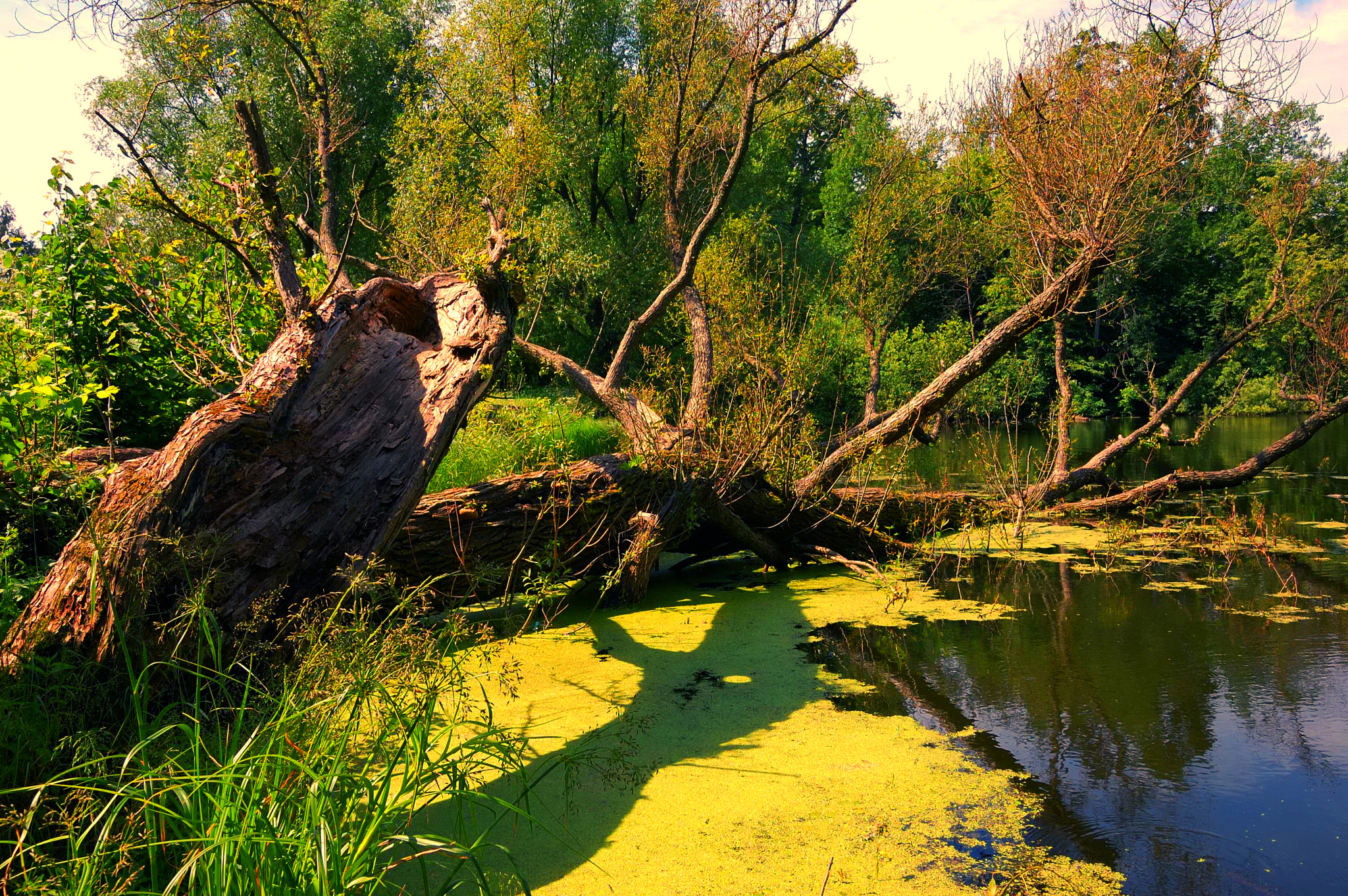 Nikon D40 + Sigma 18-50mm F2.8 EX DC Macro sample photo. Summer day at the pond. near the fallen tree photography