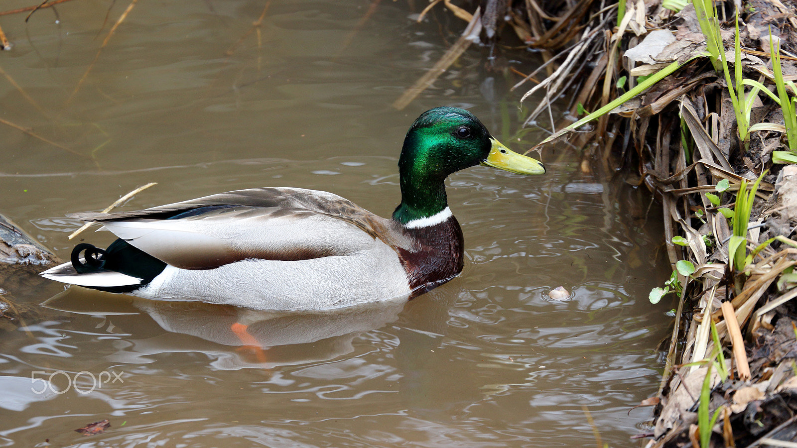 Canon EOS 100D (EOS Rebel SL1 / EOS Kiss X7) + Canon EF 70-300mm F4-5.6L IS USM sample photo. Duck photography