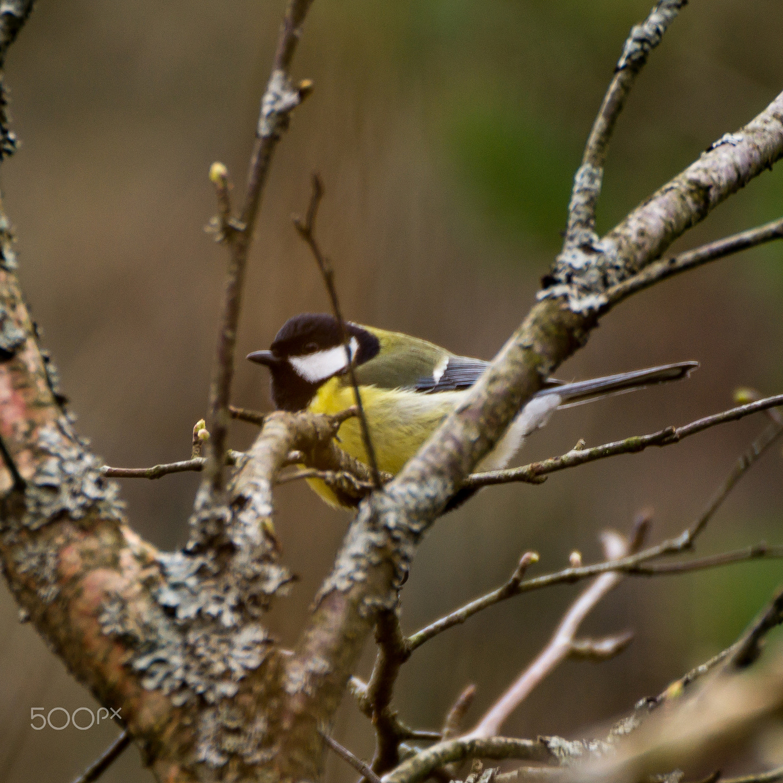 Tamron SP 70-300mm F4-5.6 Di USD sample photo. Bird in tree photography