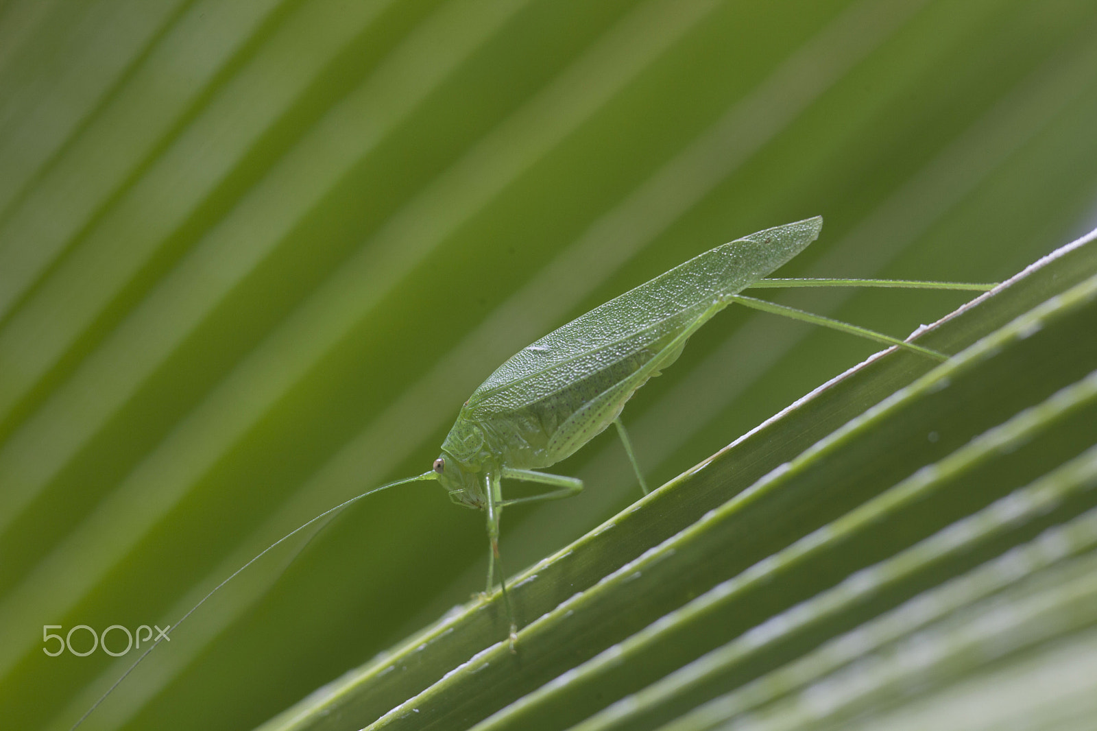 Sigma 105mm F2.8 EX DG Macro sample photo. Green bug photography