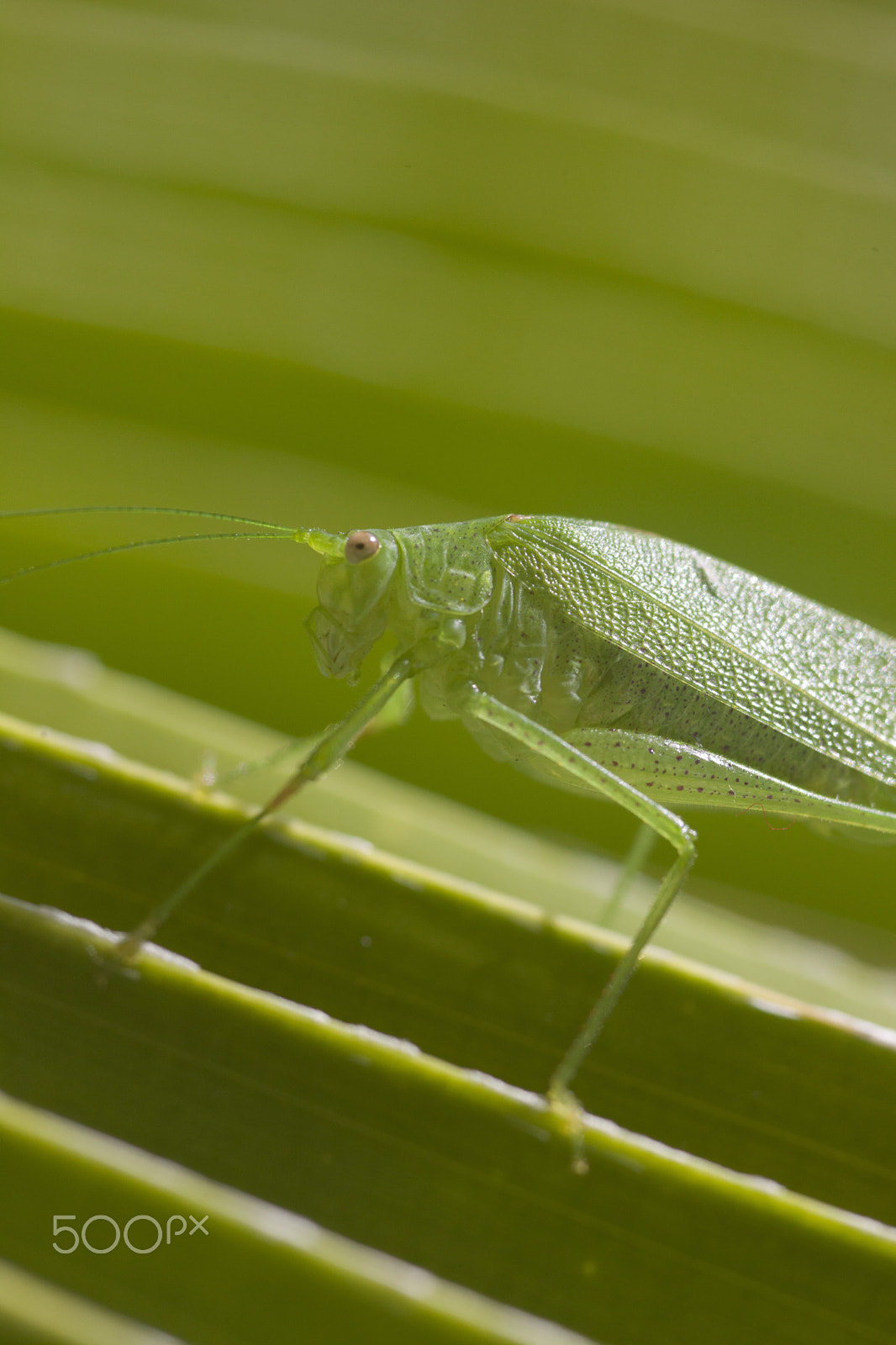Sigma 105mm F2.8 EX DG Macro sample photo. Green bug photography