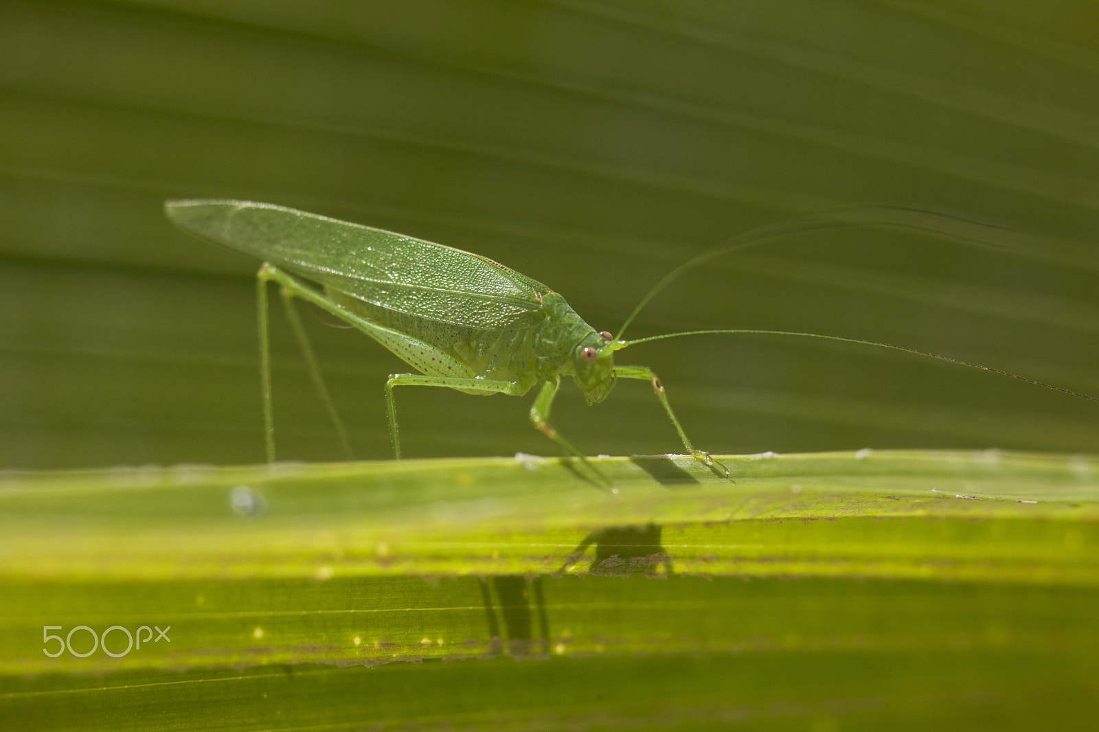 Sigma 105mm F2.8 EX DG Macro sample photo. Green bug photography