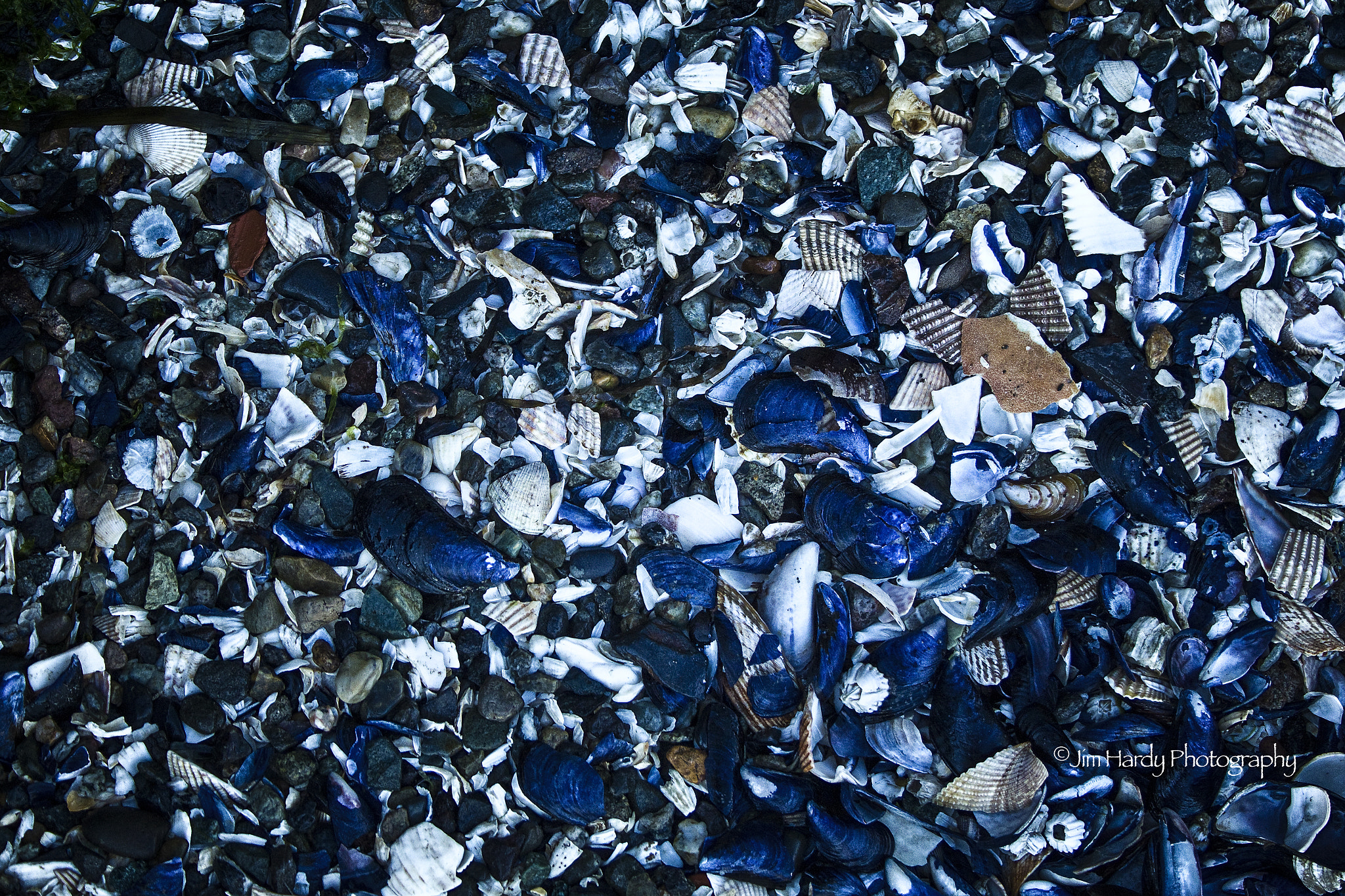 Canon EF-S 18-55mm F3.5-5.6 sample photo. Blue mussel beach photography
