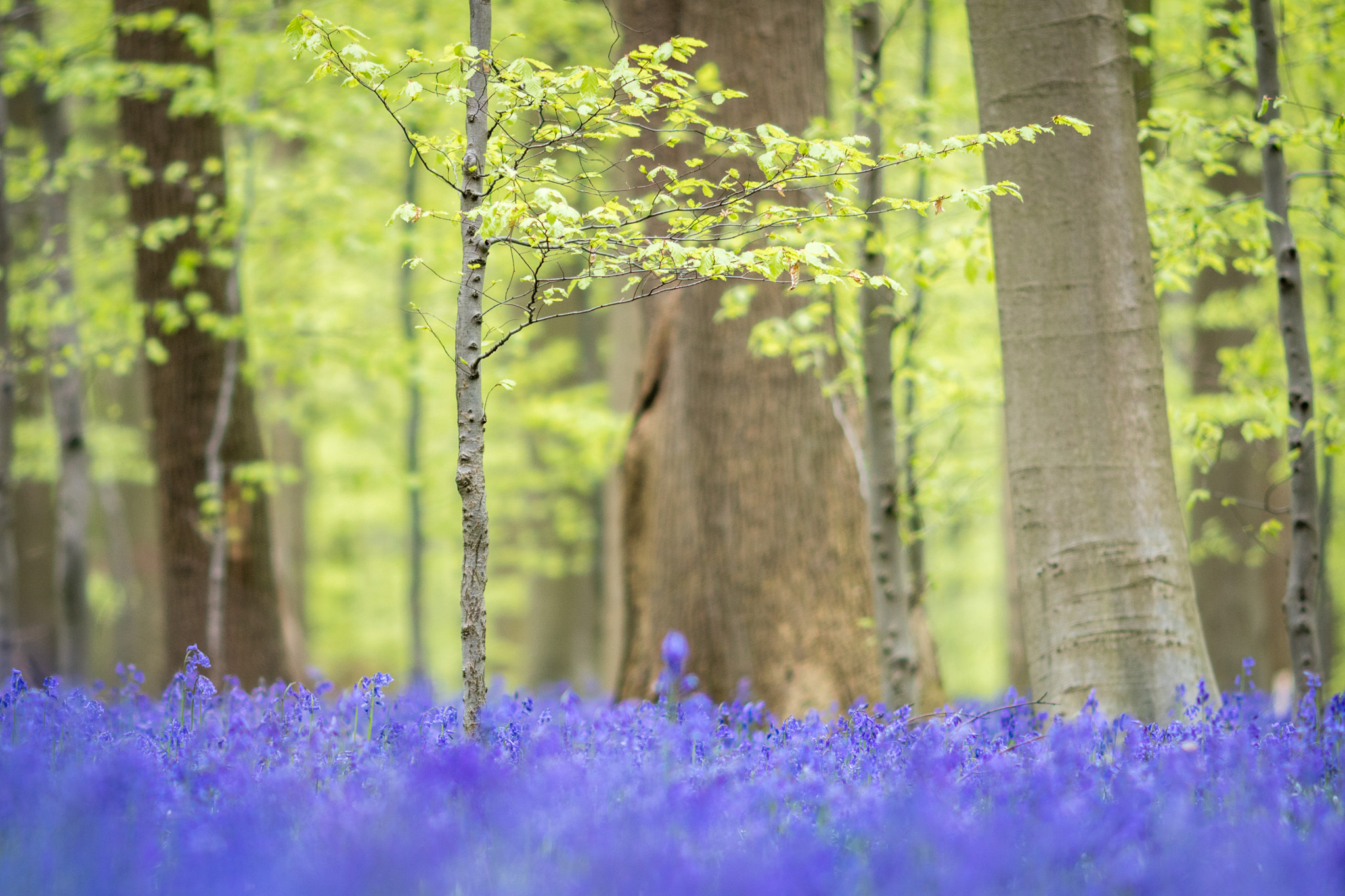 Canon EOS M3 + Canon EF 135mm F2L USM sample photo. Sous-bois photography