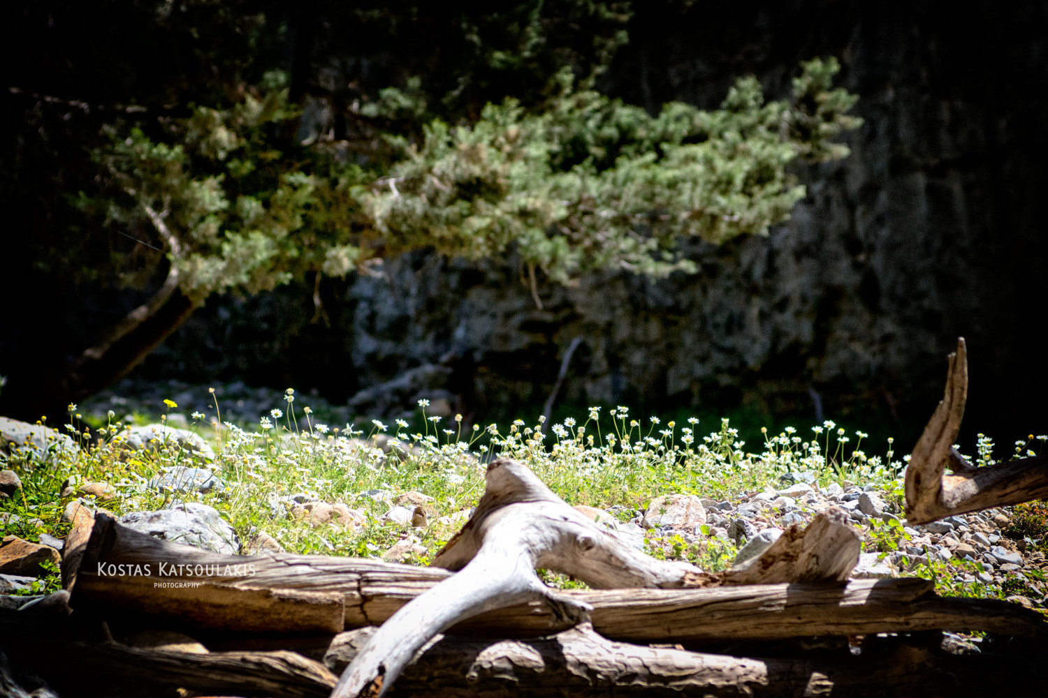 Sigma 28-70mm EX DG F2.8 sample photo. Field of daisies photography