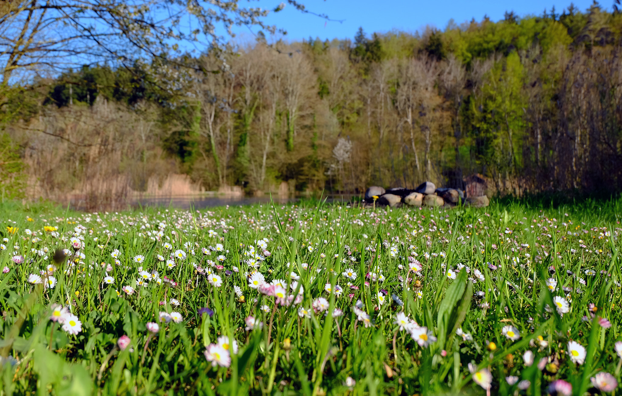 Fujifilm XC 16-50mm F3.5-5.6 OIS sample photo. Margritli photography