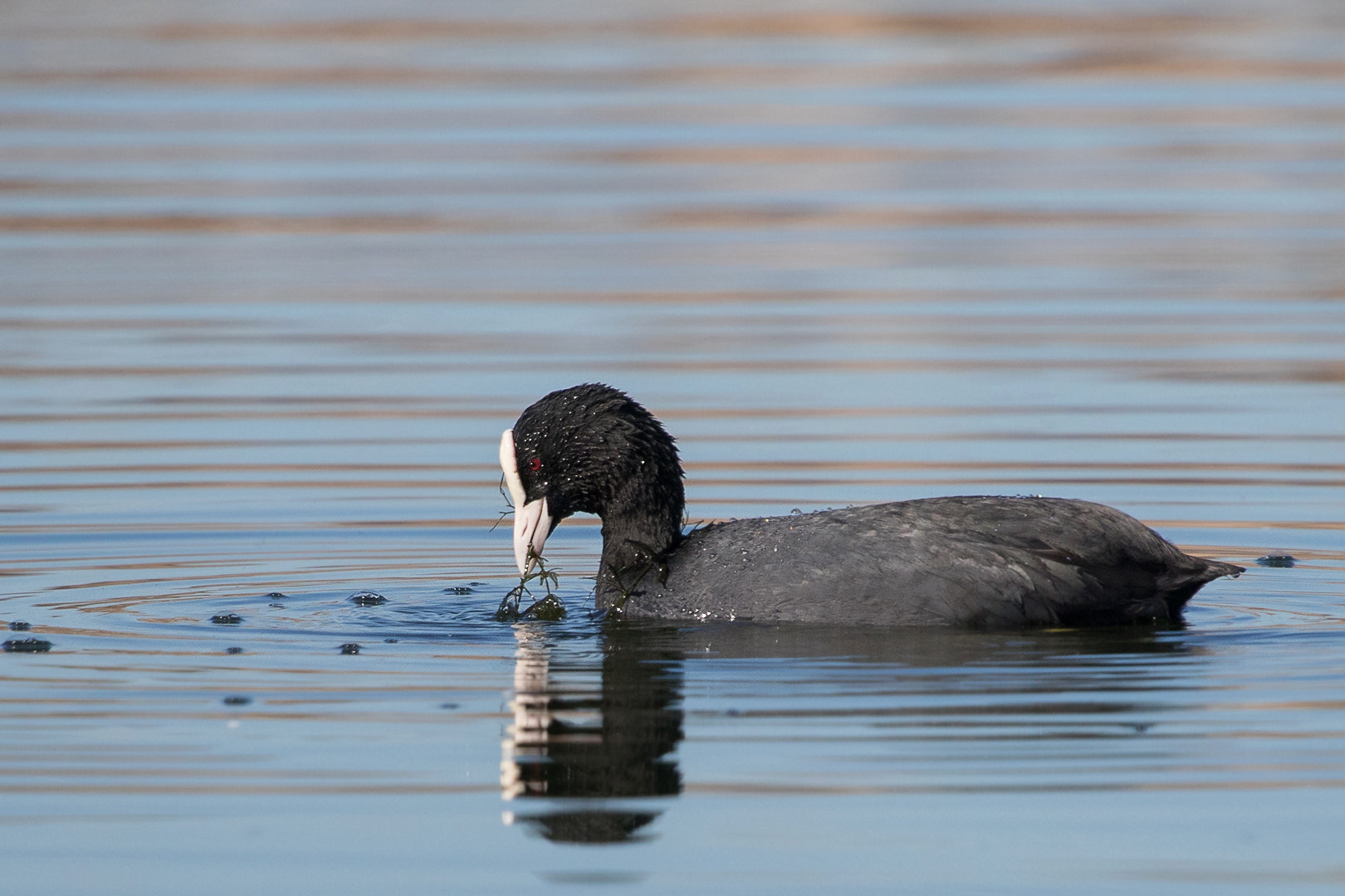 Canon EOS 80D + Canon EF 100-400mm F4.5-5.6L IS USM sample photo. Eurasian coot photography