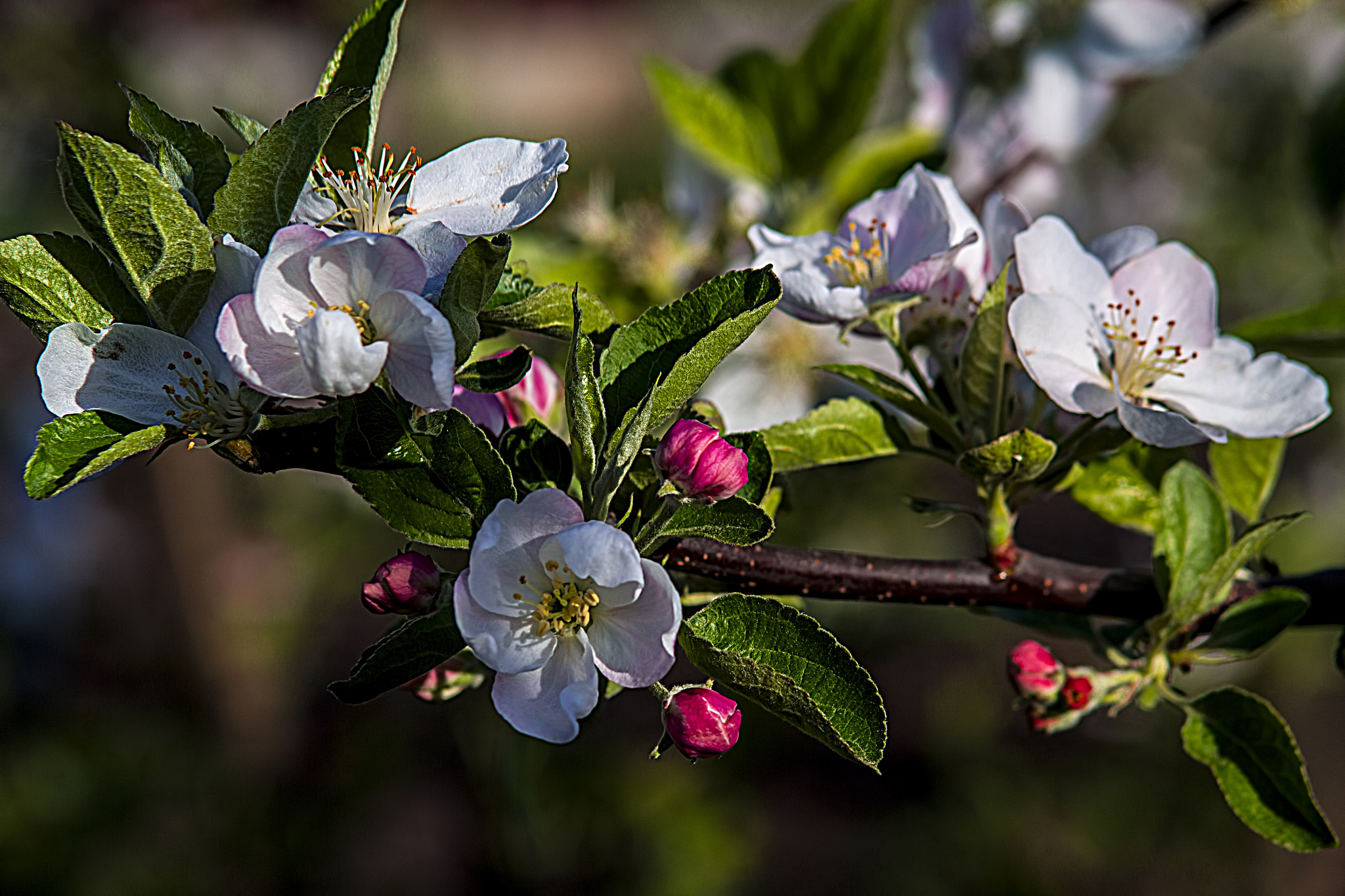 Canon EF 35-105mm f/3.5-4.5 sample photo. Enter custom name heregradi si luna photography