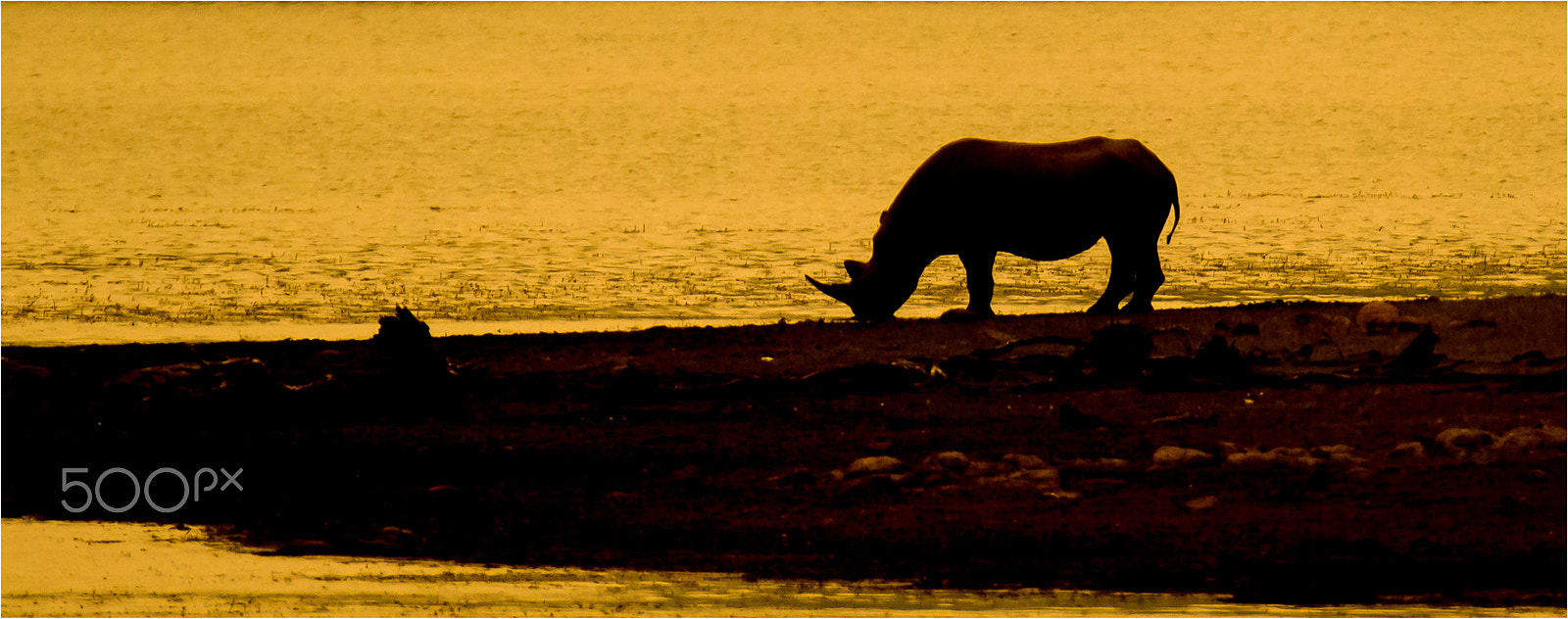 Nikon D3200 + Tamron SP 150-600mm F5-6.3 Di VC USD sample photo. Black rhino and liqid gold photography