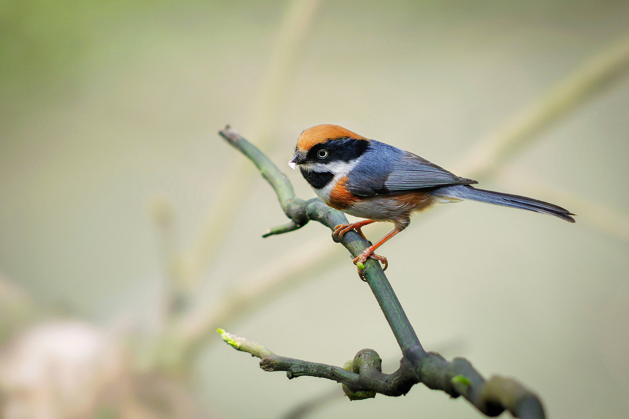 smc PENTAX-DA L 55-300mm F4-5.8 ED sample photo. Foraging bird photography