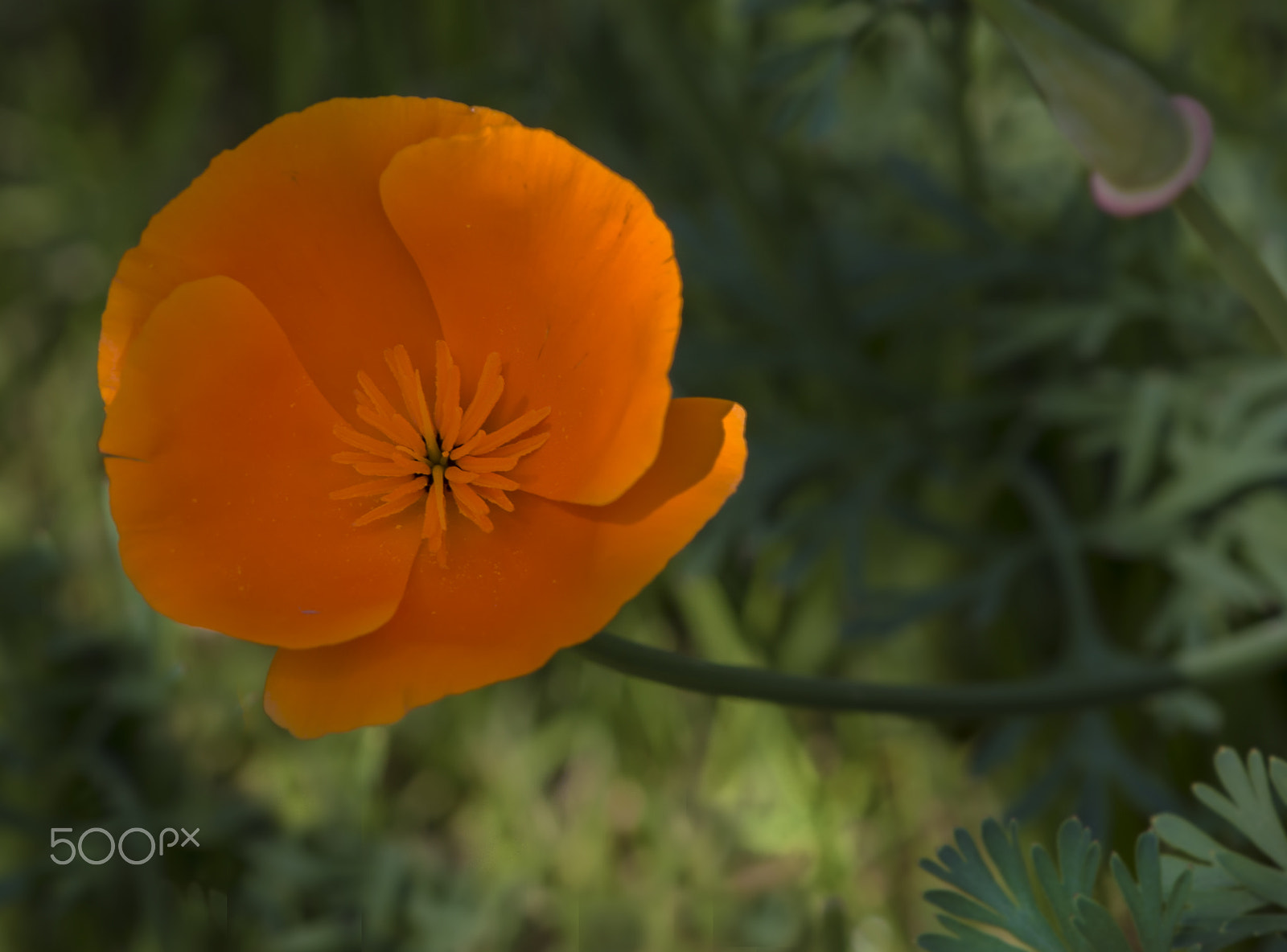 Canon EF 70-200mm F2.8L IS II USM sample photo. Flor naranja photography