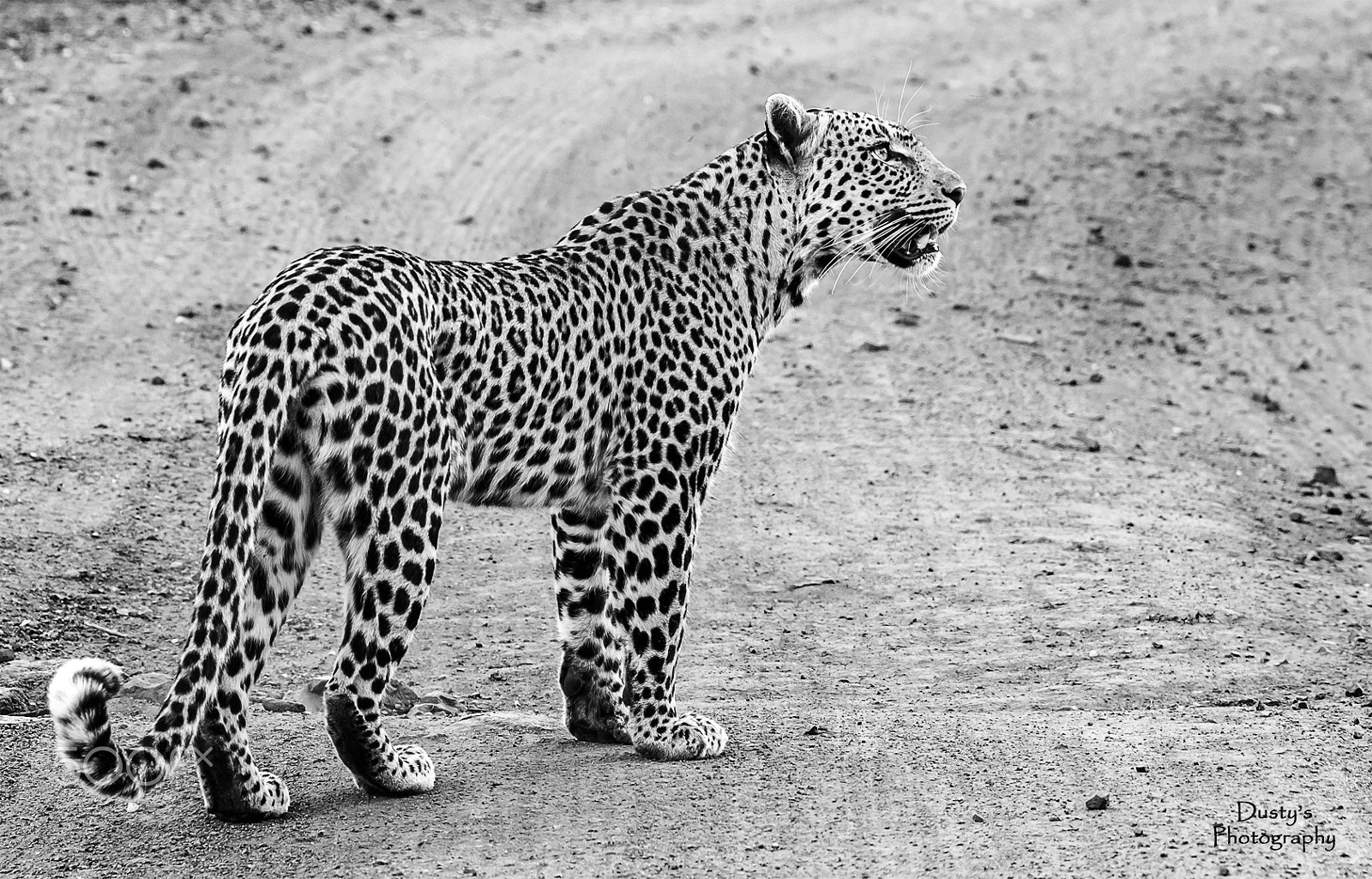 Nikon D3200 + Tamron SP 150-600mm F5-6.3 Di VC USD sample photo. Leopard in road photography