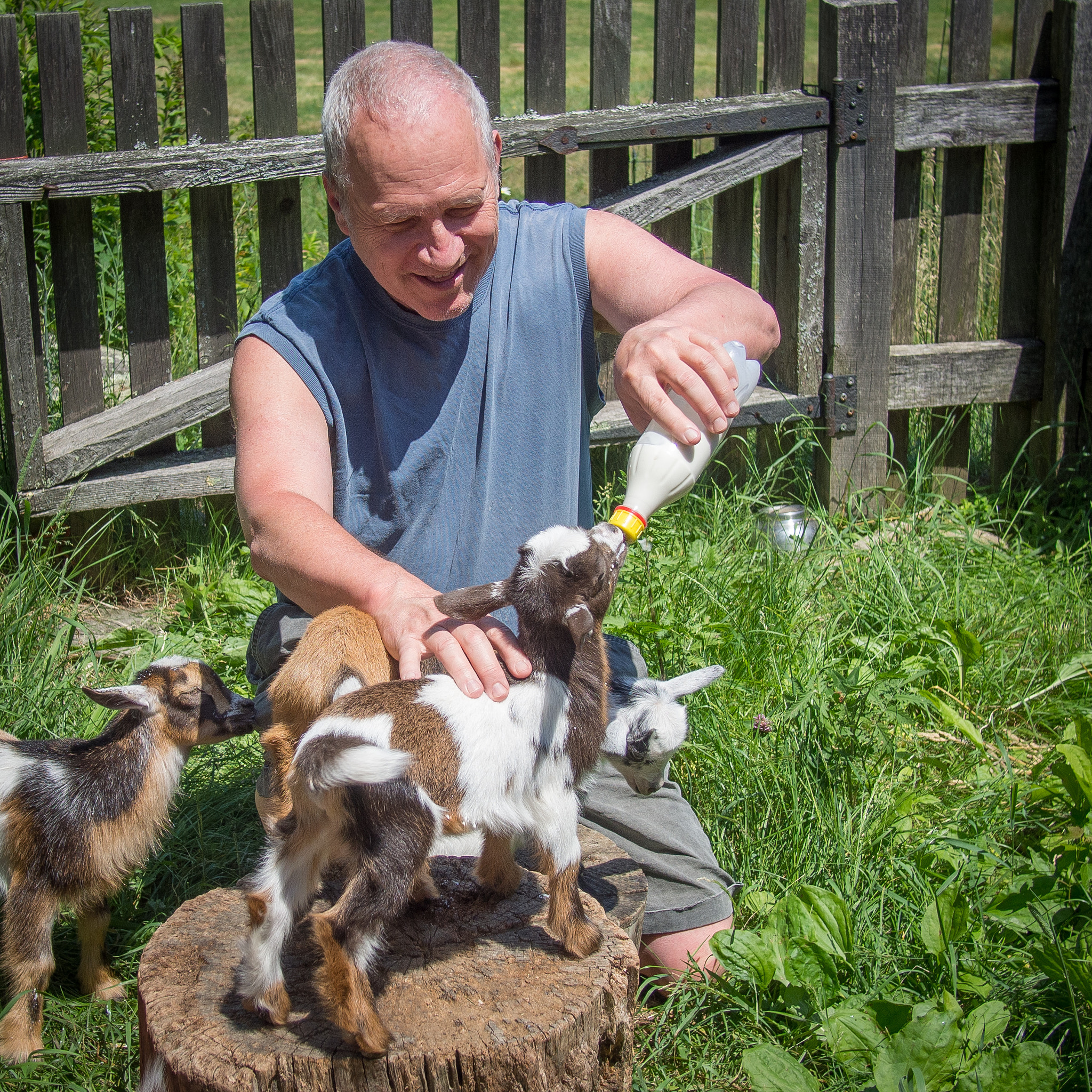 Olympus PEN E-PL5 + Panasonic Lumix G 20mm F1.7 ASPH sample photo. Feeding baby goats photography