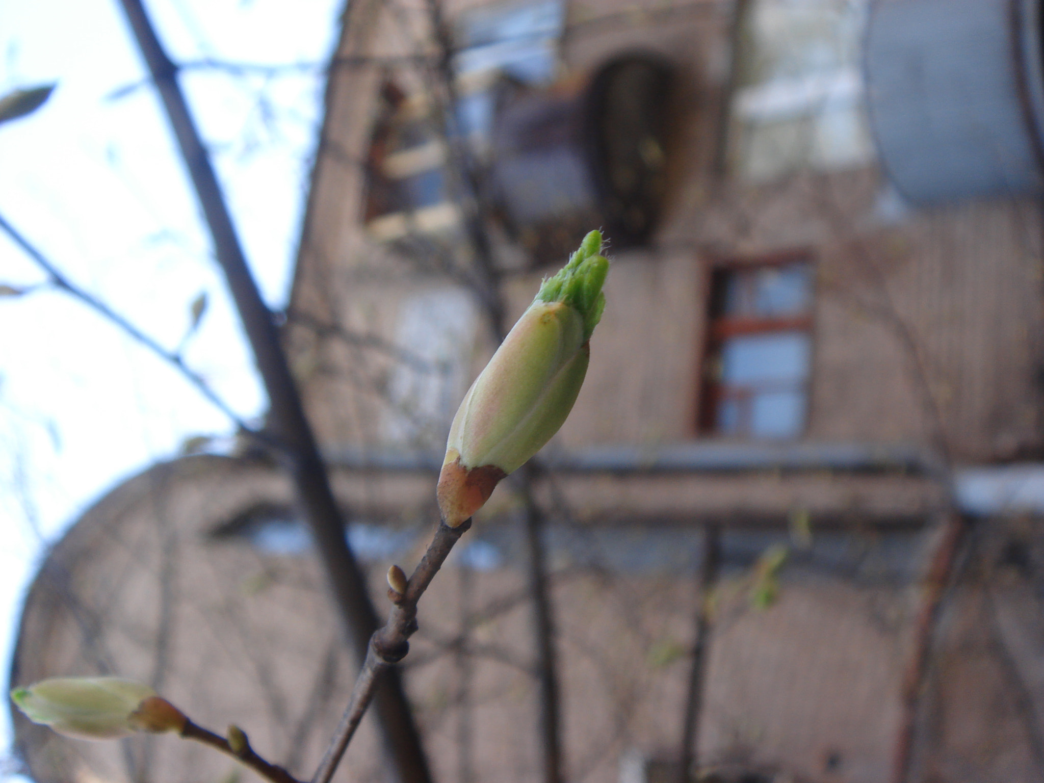 Sony DSC-T9 sample photo. Dsc04701.jpg photography