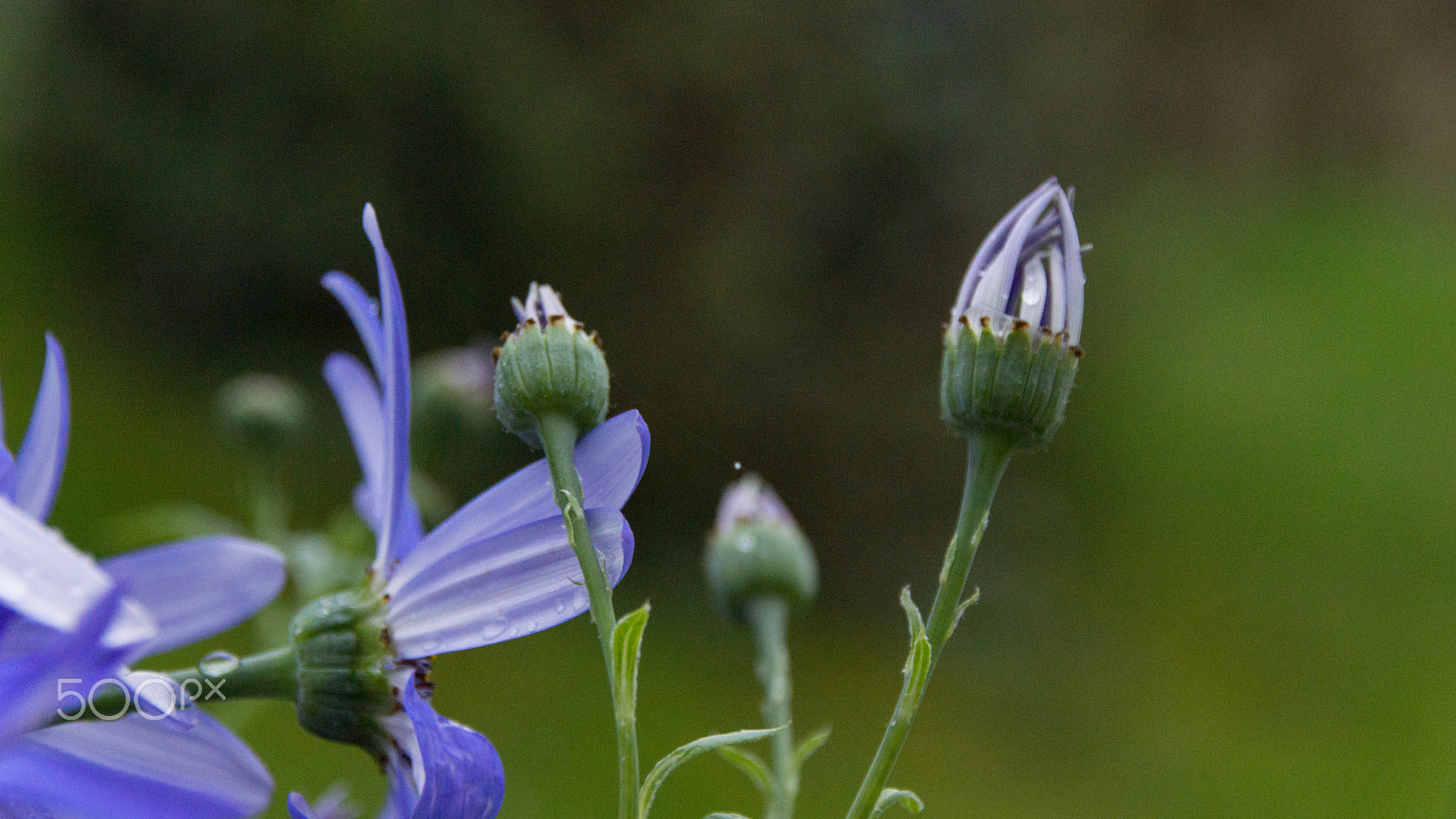 Sony SLT-A65 (SLT-A65V) + Tamron AF 28-105mm F4-5.6 [IF] sample photo. Purple bloom photography