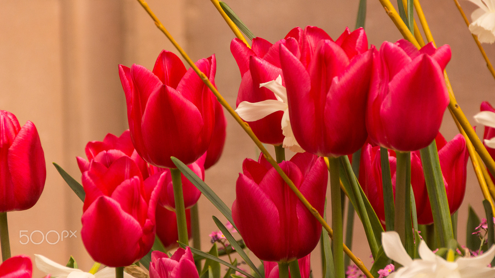 Sony SLT-A65 (SLT-A65V) sample photo. Tulips in obernai photography